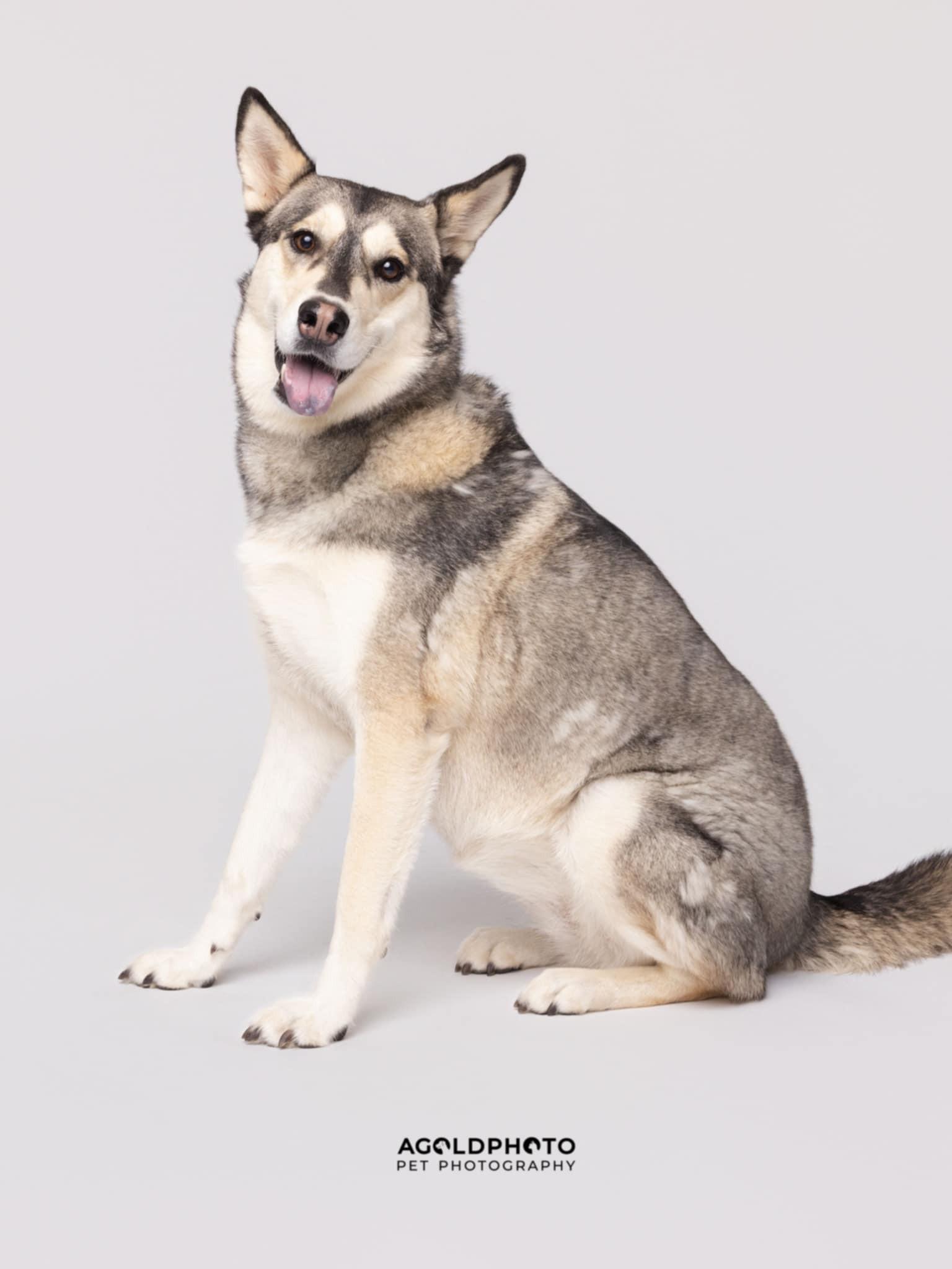 Lulu, Adoptable, Young Female Siberian Husky.