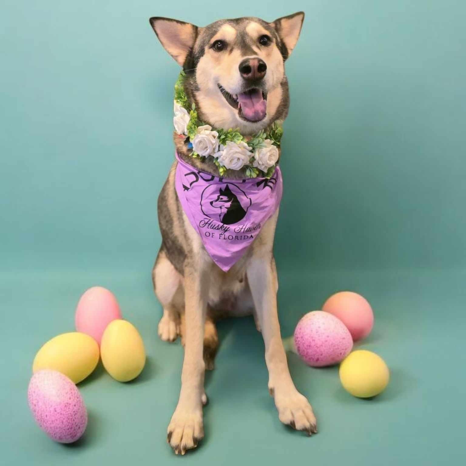 Lulu, a Adoptable Siberian Husky image 2/3