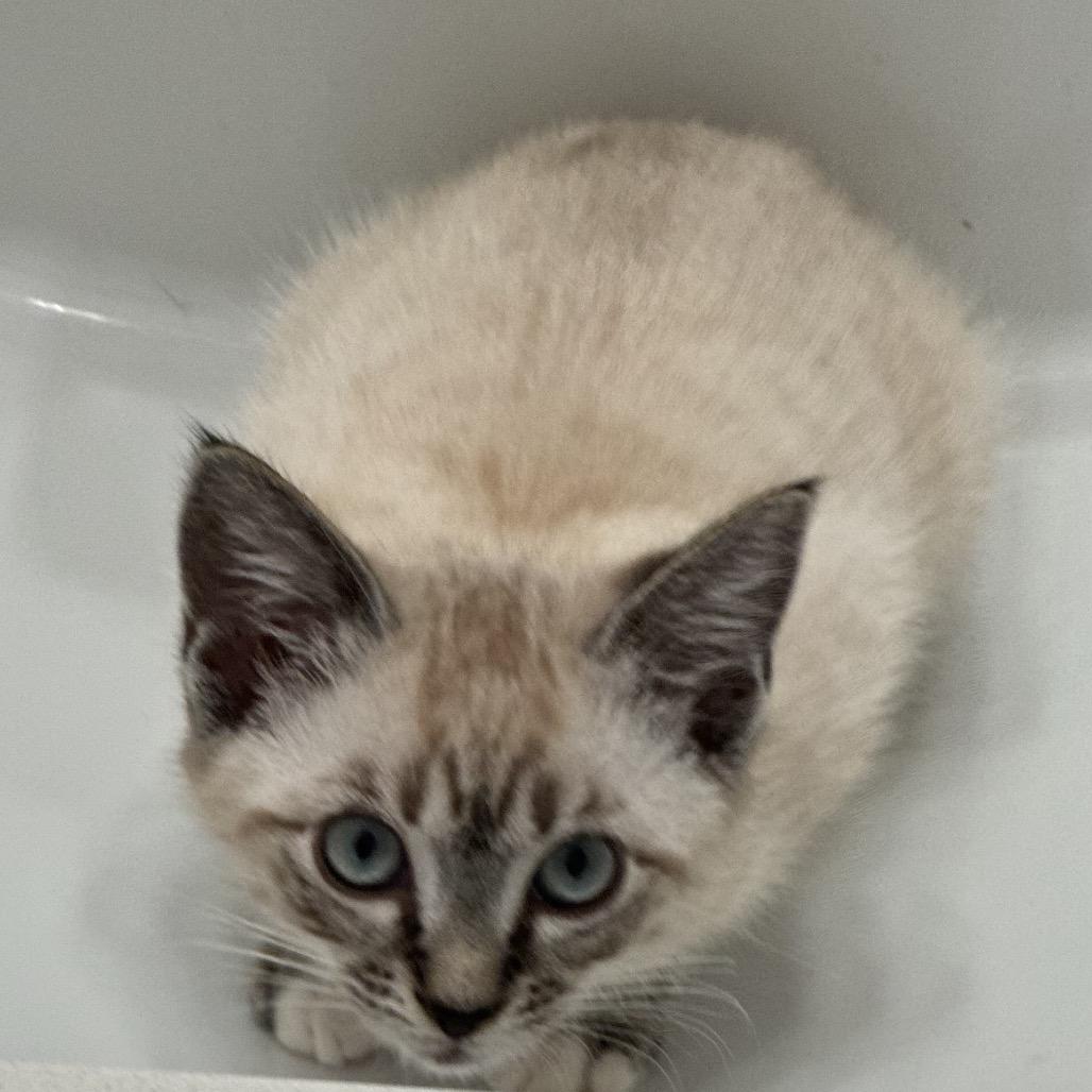 Bo Peep A26-125, Adoptable, Kitten Female Siamese & Domestic Short Hair.