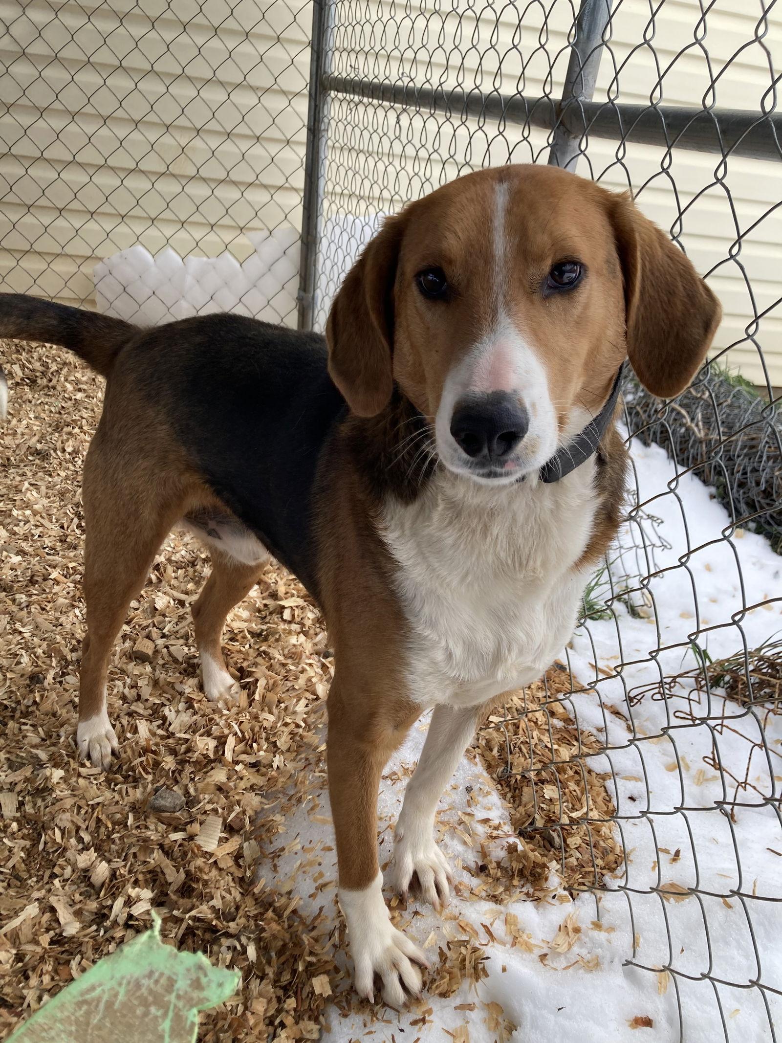 Enlarge G.B. "Good Boy", a Adoptable Hound in Chatham, VA image 1/2