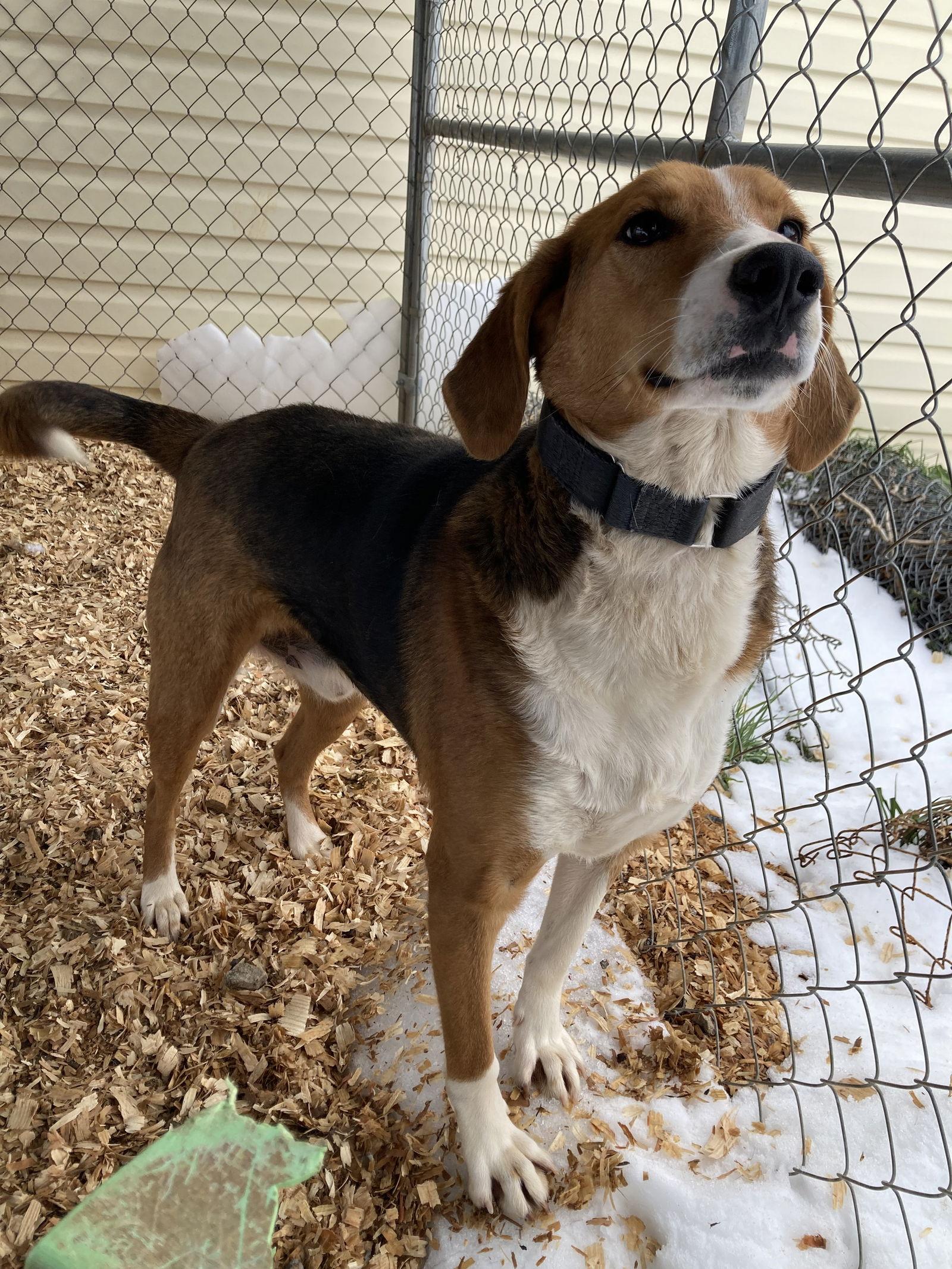 Enlarge G.B. "Good Boy", a Adoptable Hound in Chatham, VA image 2/2