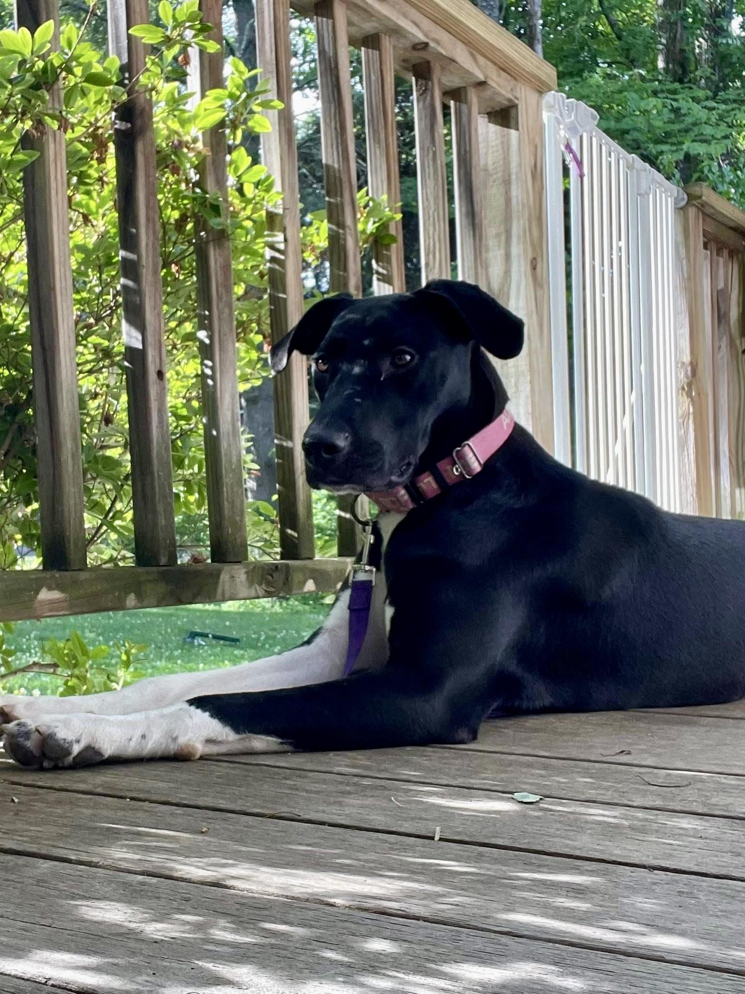 Cuddlebug, ADOPTABLE, Young Female Great Dane & Labrador Retriever.