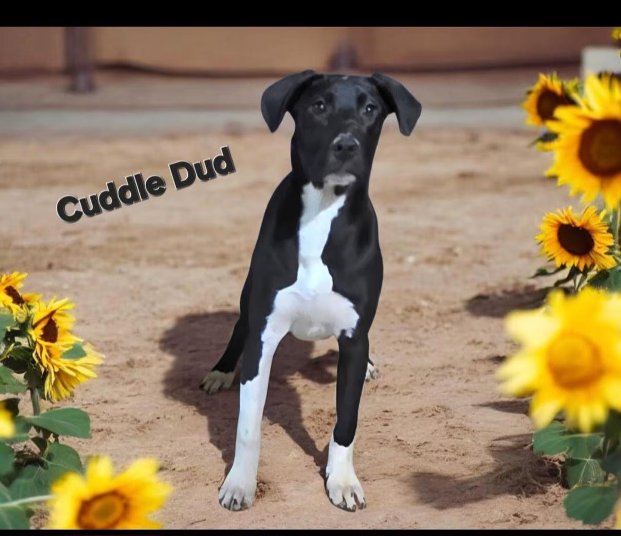 Cuddlebug, a ADOPTABLE mixed breed in Watertown, CT image 2/3