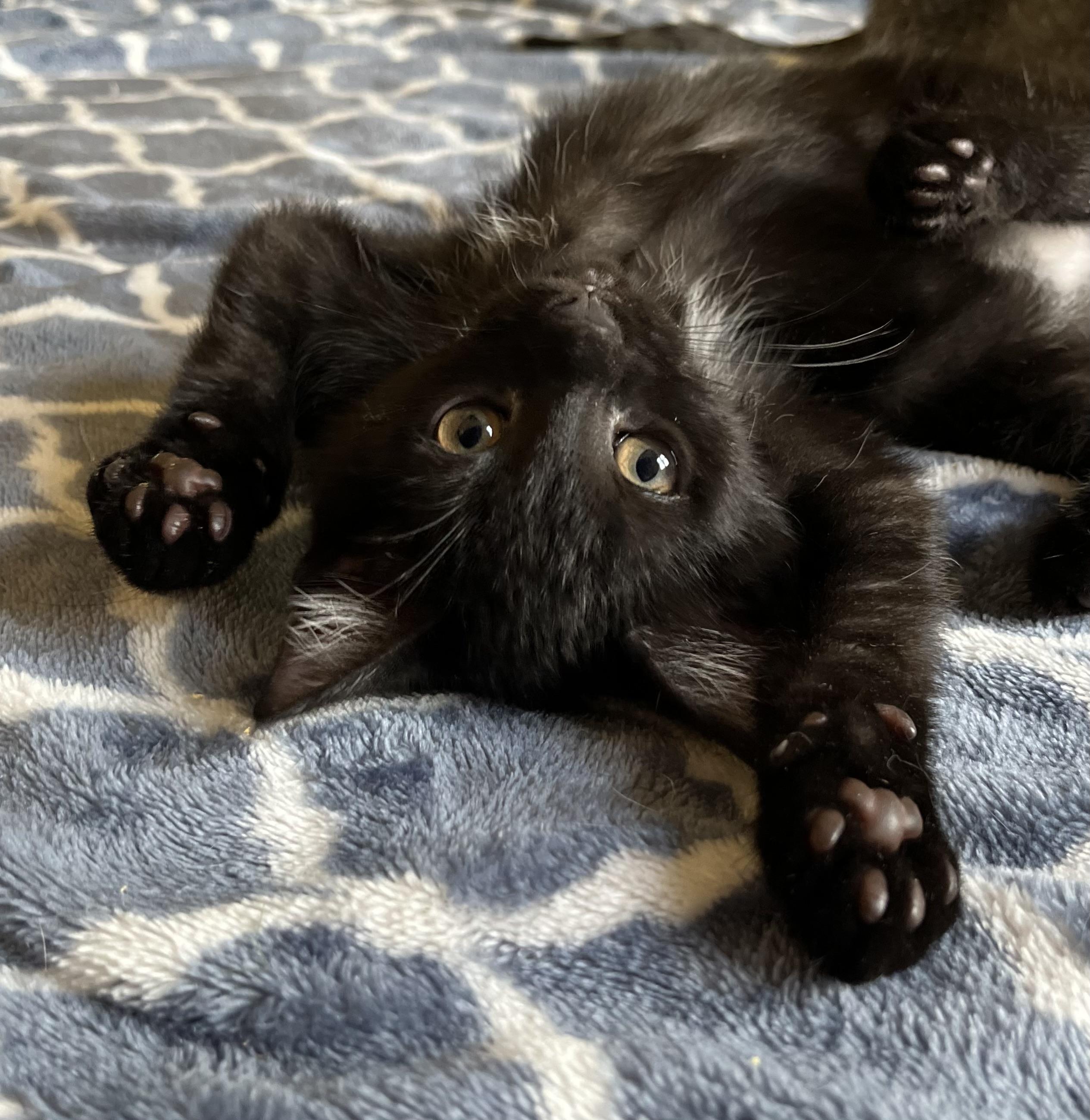 Maisie, Baby Female Domestic Short Hair
