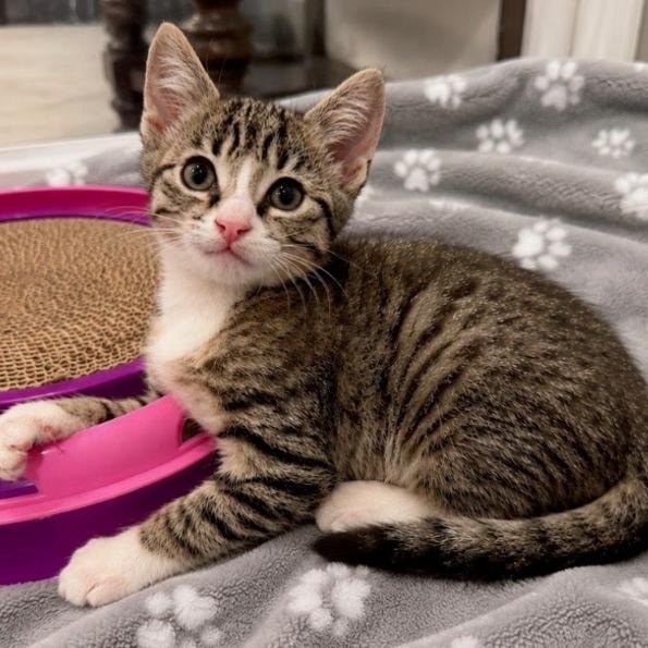 Enlarge Tigger, an adopted mixed breed in Concord, NC image 3/5