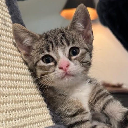 Enlarge Tigger, an adopted mixed breed in Concord, NC image 5/5