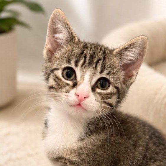 Tigger, adopted, Kitten Male American Shorthair & Tabby.