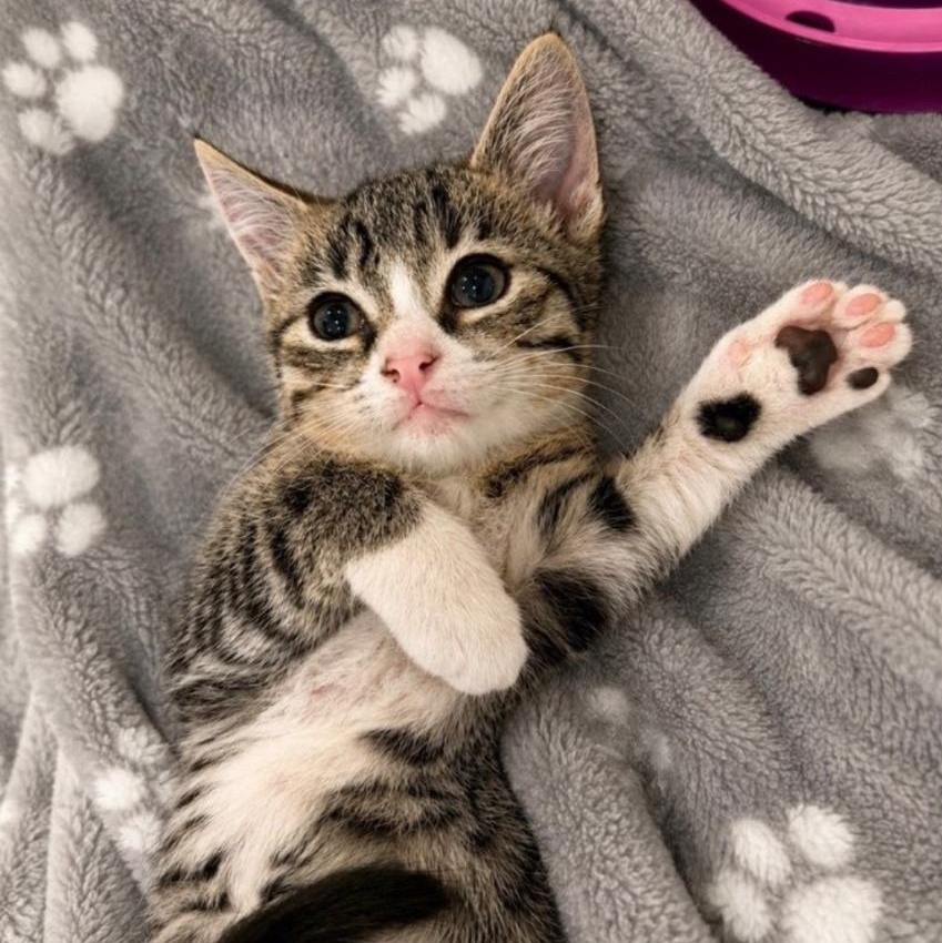 Enlarge Tigger, an adopted mixed breed in Concord, NC image 2/5
