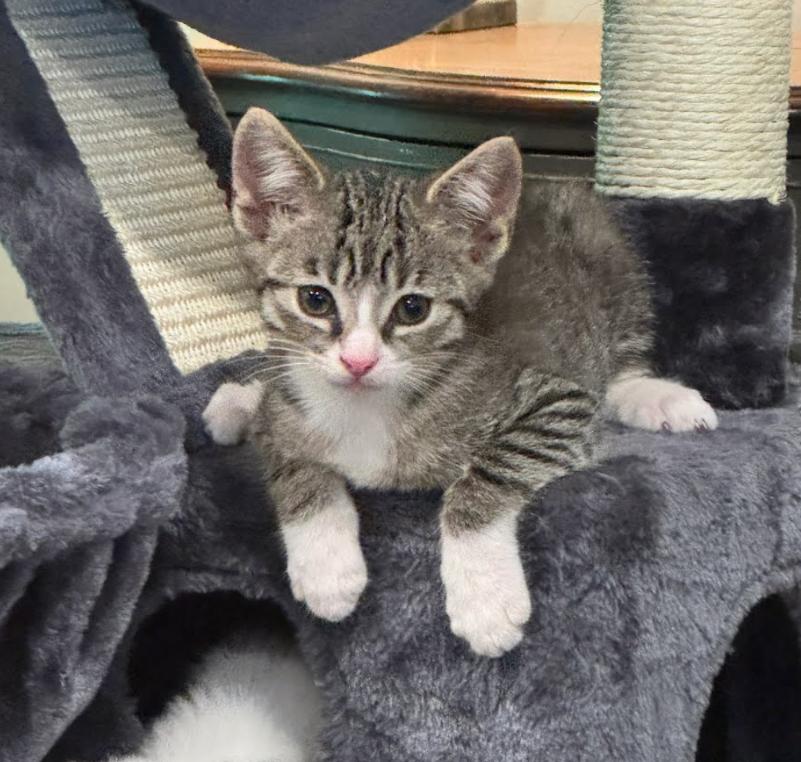 Enlarge Tigger, an adopted mixed breed in Concord, NC image 4/5