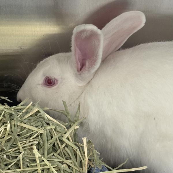 Snowflake, Adoptable, Adult Female Florida White.
