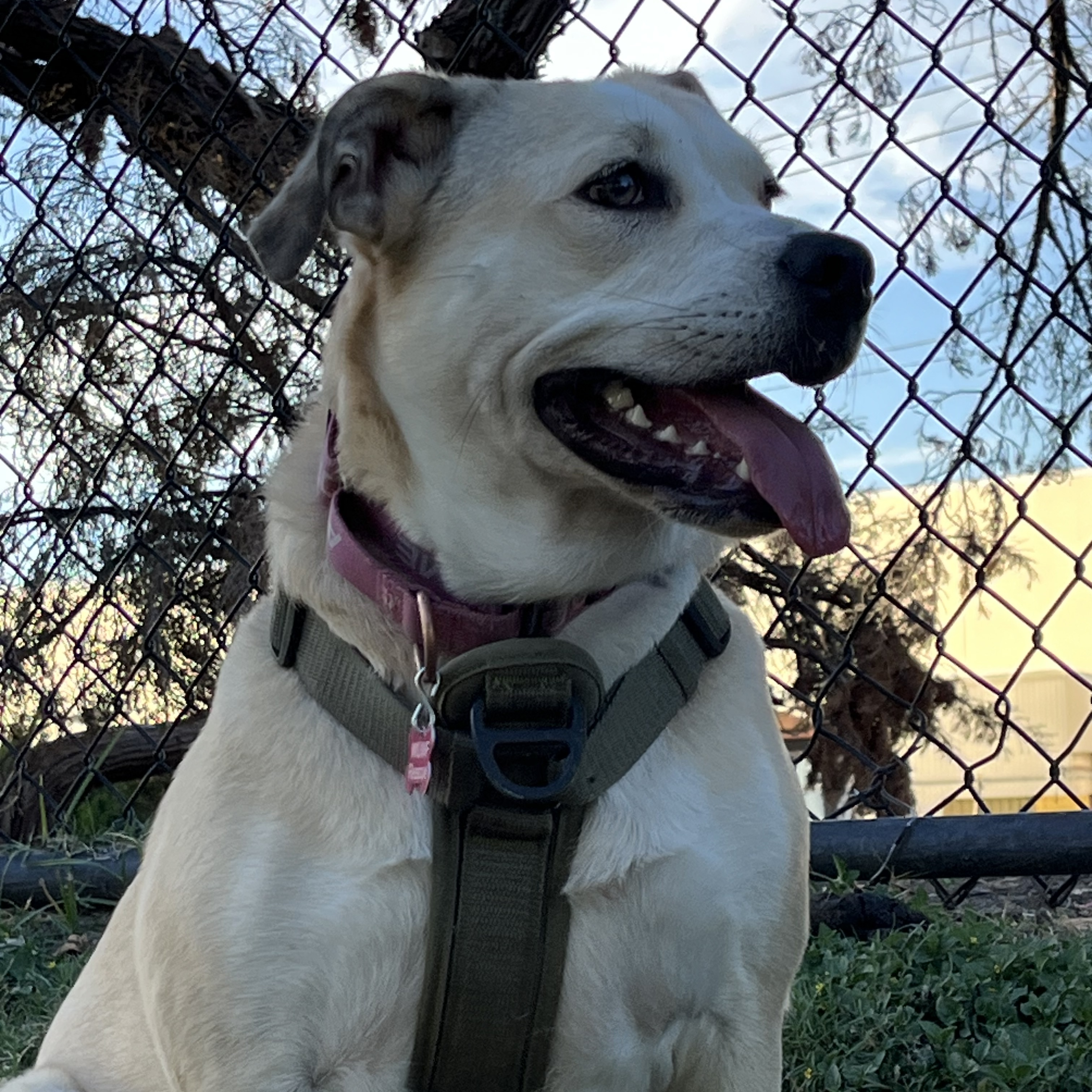 Dog for adoption Talia, a Mixed Breed in Stowe, VT Petfinder