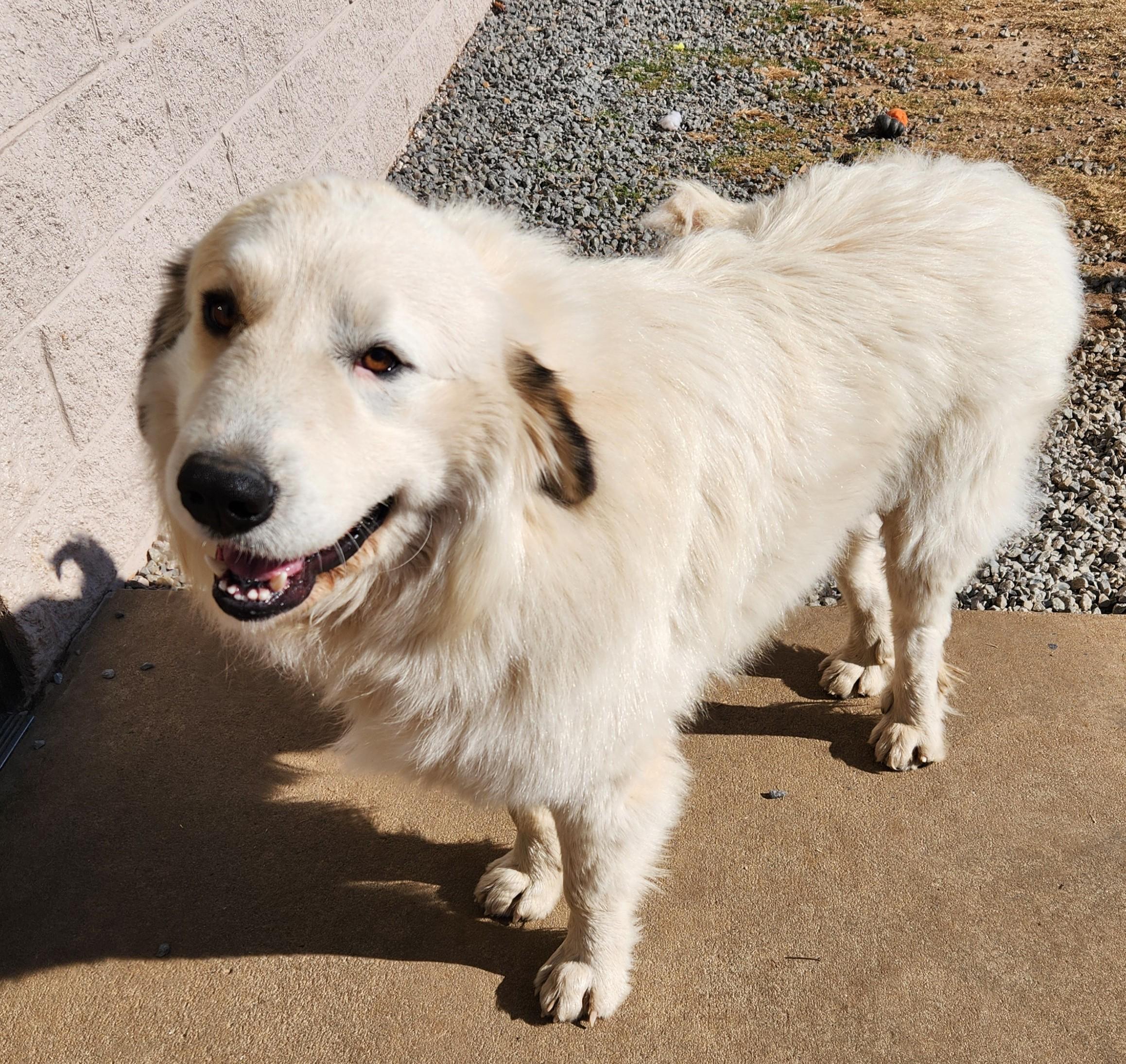 Enlarge Moby, a ADOPTABLE mixed breed in Siloam Springs, AR image 3/3