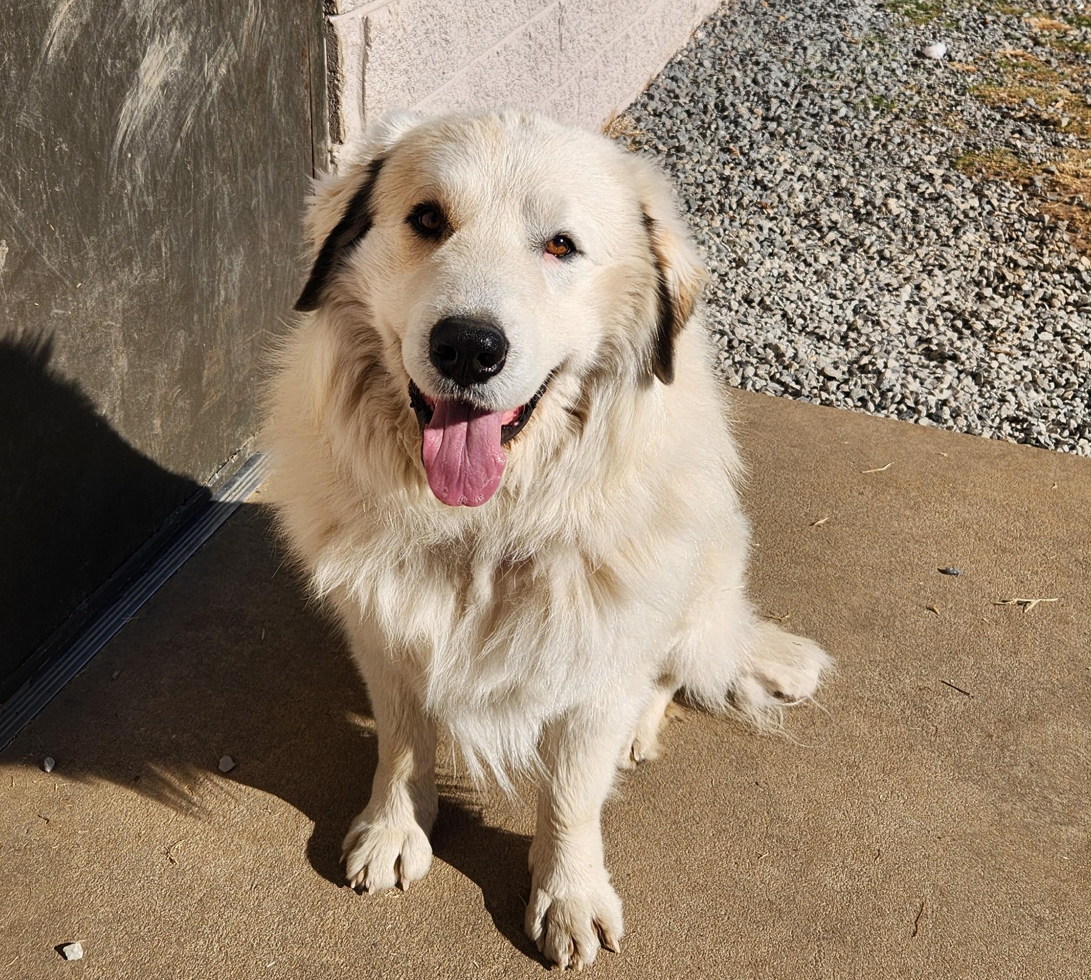 Moby, ADOPTABLE, Adult Male Great Pyrenees.