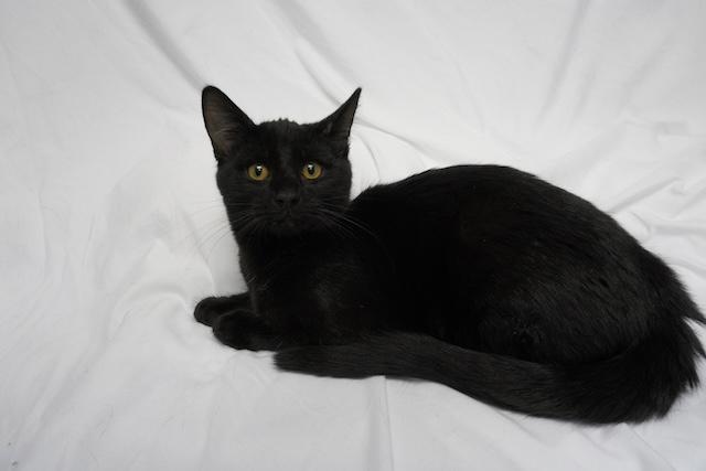 Enlarge Thatcher, an adopted Domestic Short Hair in Denver, CO image 1/1