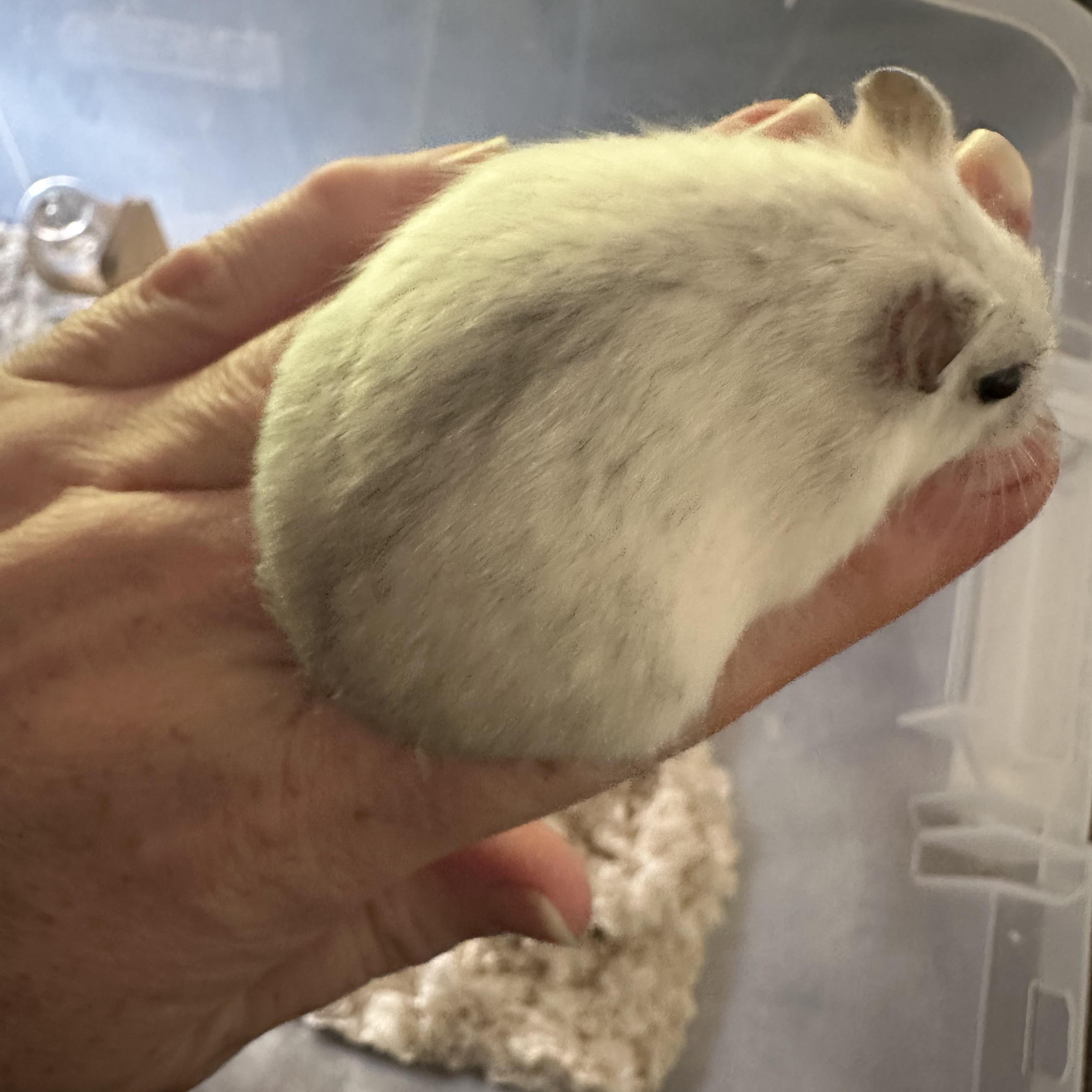 Sashimi, Adoptable, Adult Female Dwarf Hamster.