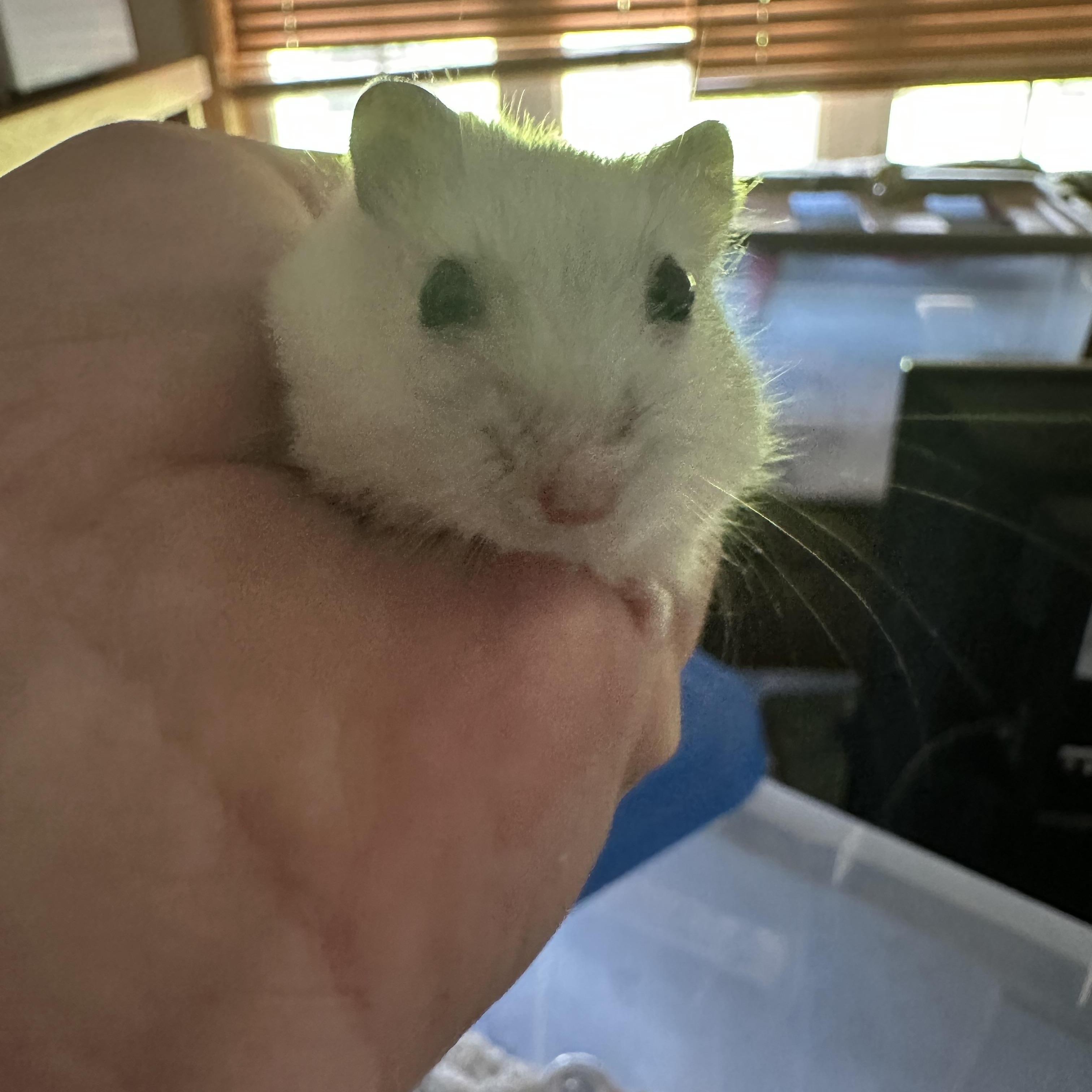 Sashimi, a Adoptable Dwarf Hamster in Minneapolis, MN image 2/3