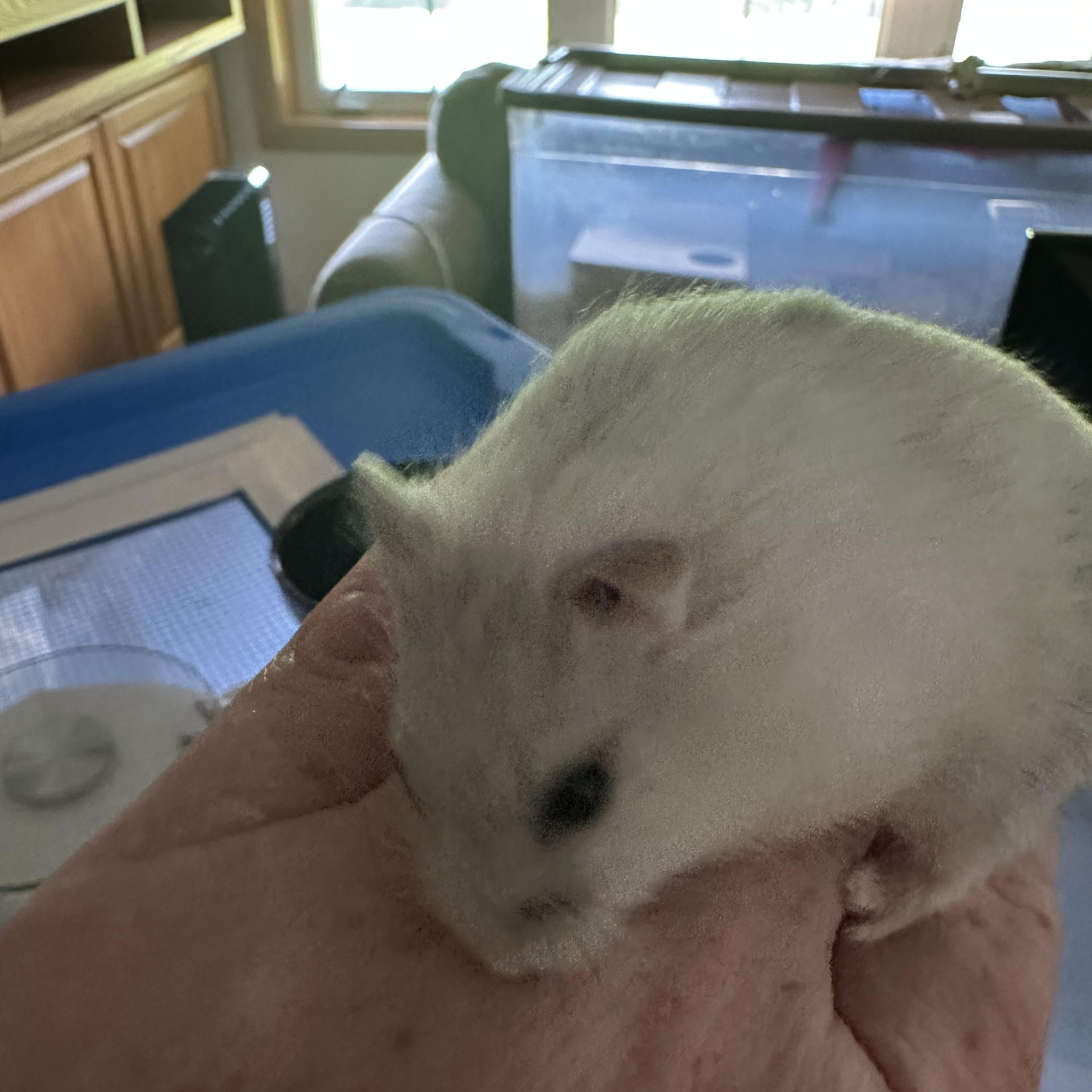 Sashimi, a Adoptable Dwarf Hamster in Minneapolis, MN image 3/3