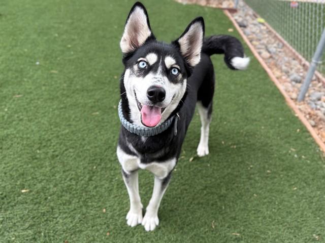 KIERA, Adoptable, Young Female Siberian Husky.
