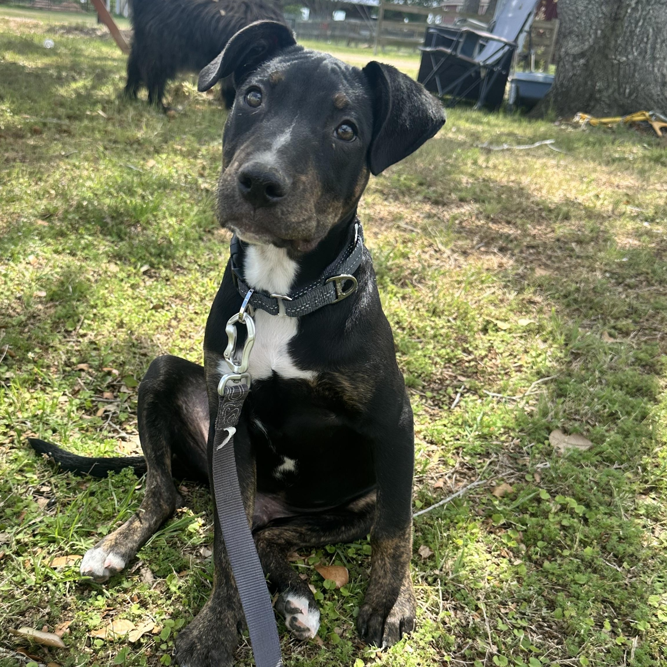 Enlarge Slick, a Adoptable mixed breed in Austin, TX image 3/3