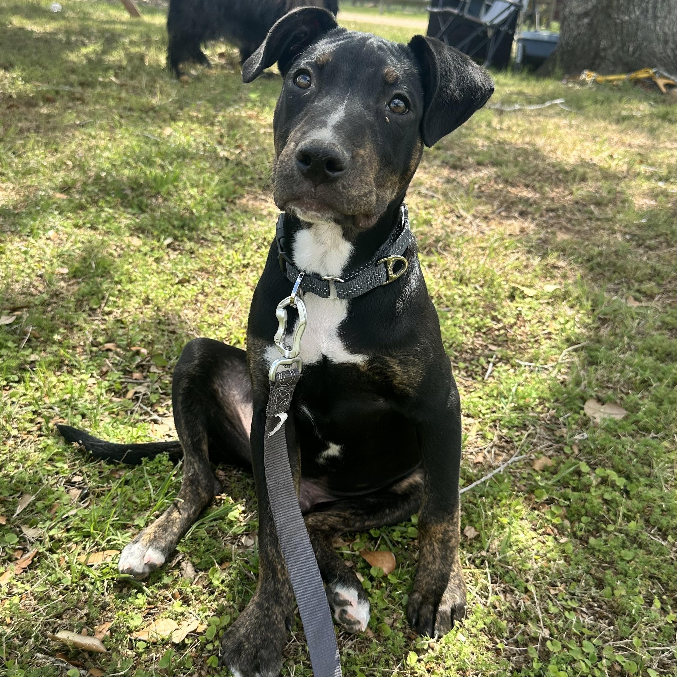 Enlarge Slick, a Adoptable mixed breed in Austin, TX image 2/3