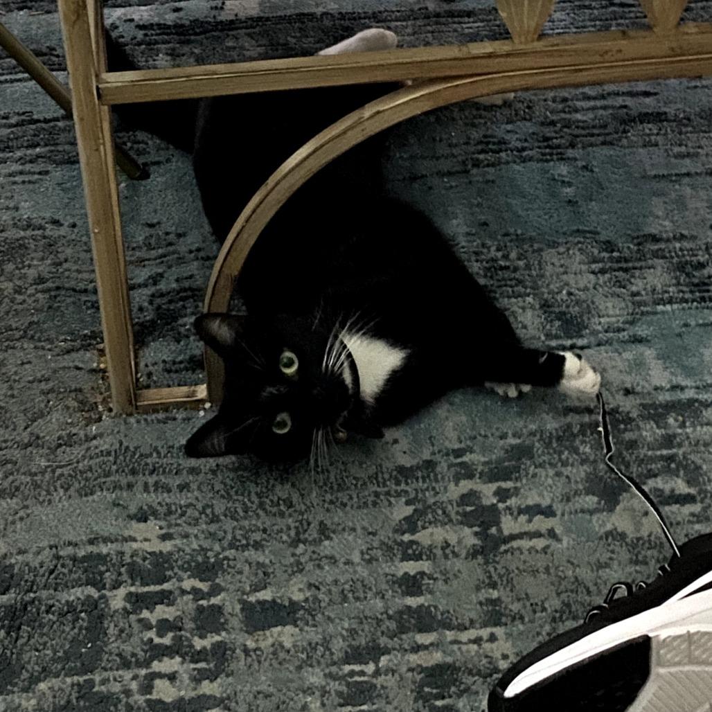 Margie, Adoptable, Adult Female Domestic Short Hair.