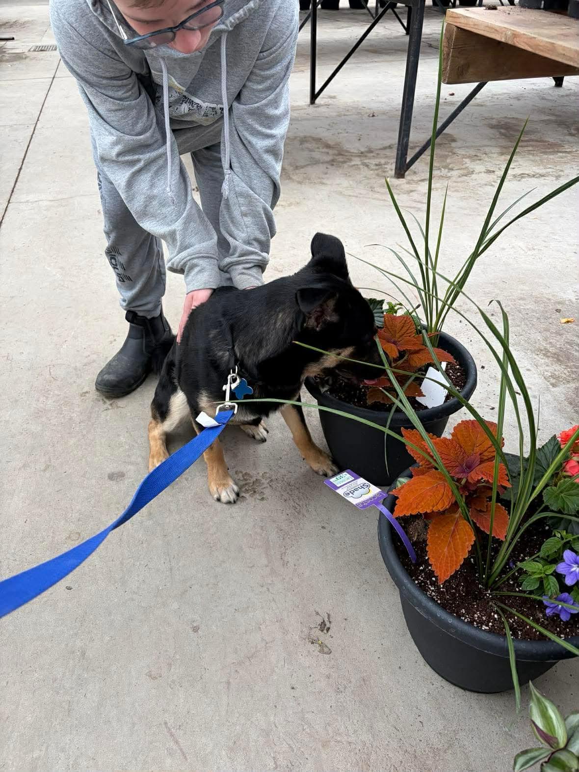 Enlarge Sprout, a Adoptable mixed breed in Winnipeg, MB image 4/5