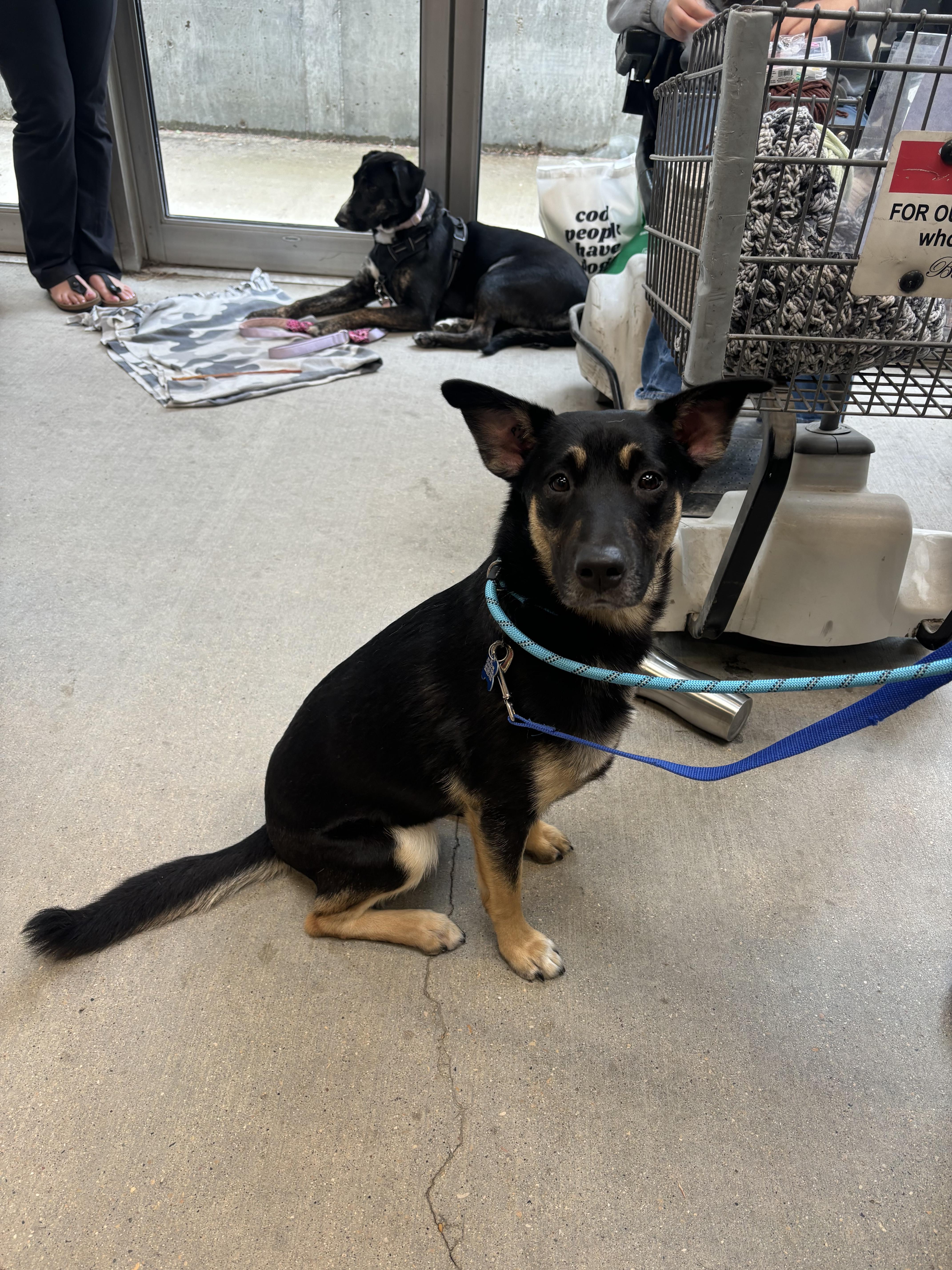 Enlarge Sprout, a Adoptable mixed breed in Winnipeg, MB image 5/5