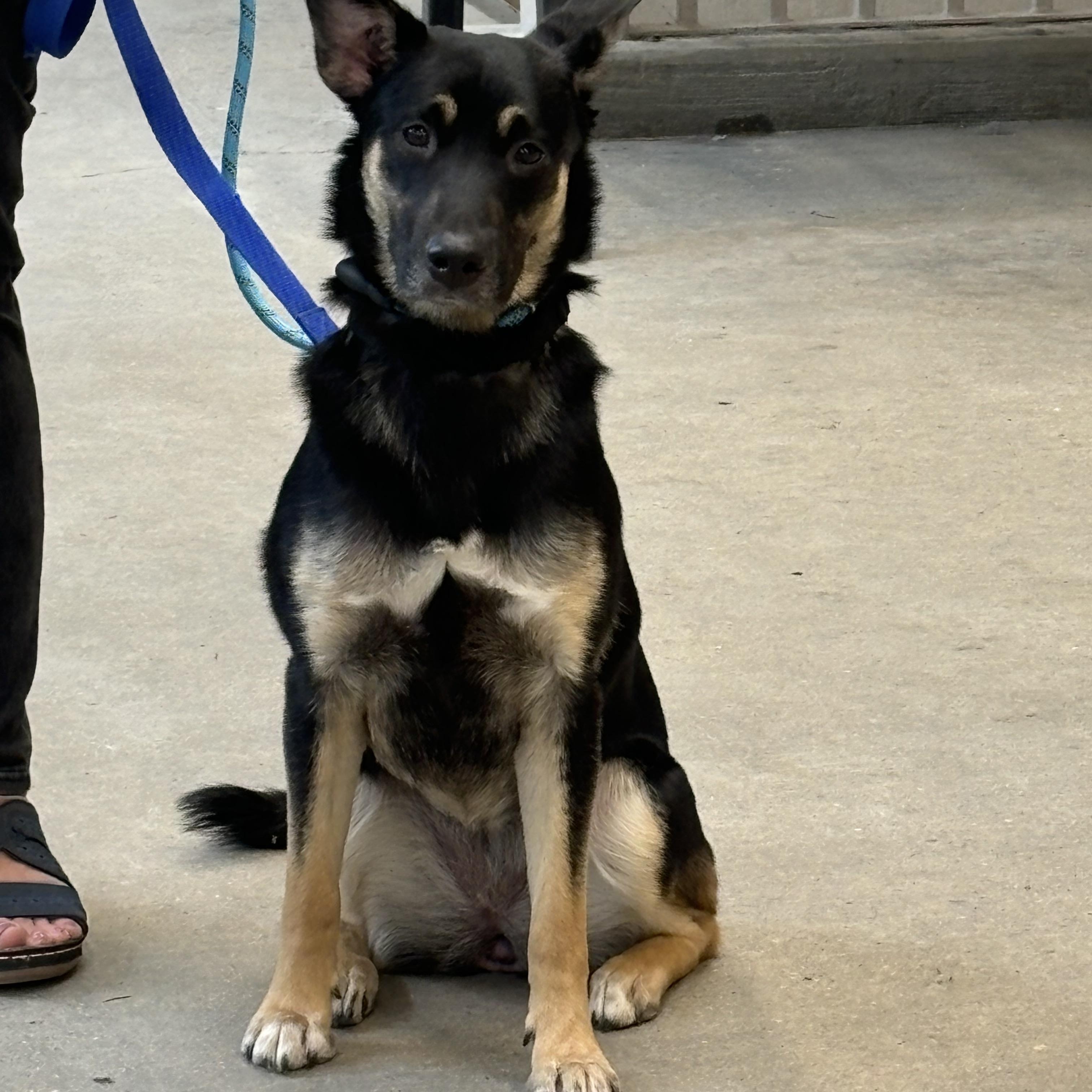 Enlarge Sprout, a Adoptable mixed breed in Winnipeg, MB image 4/5