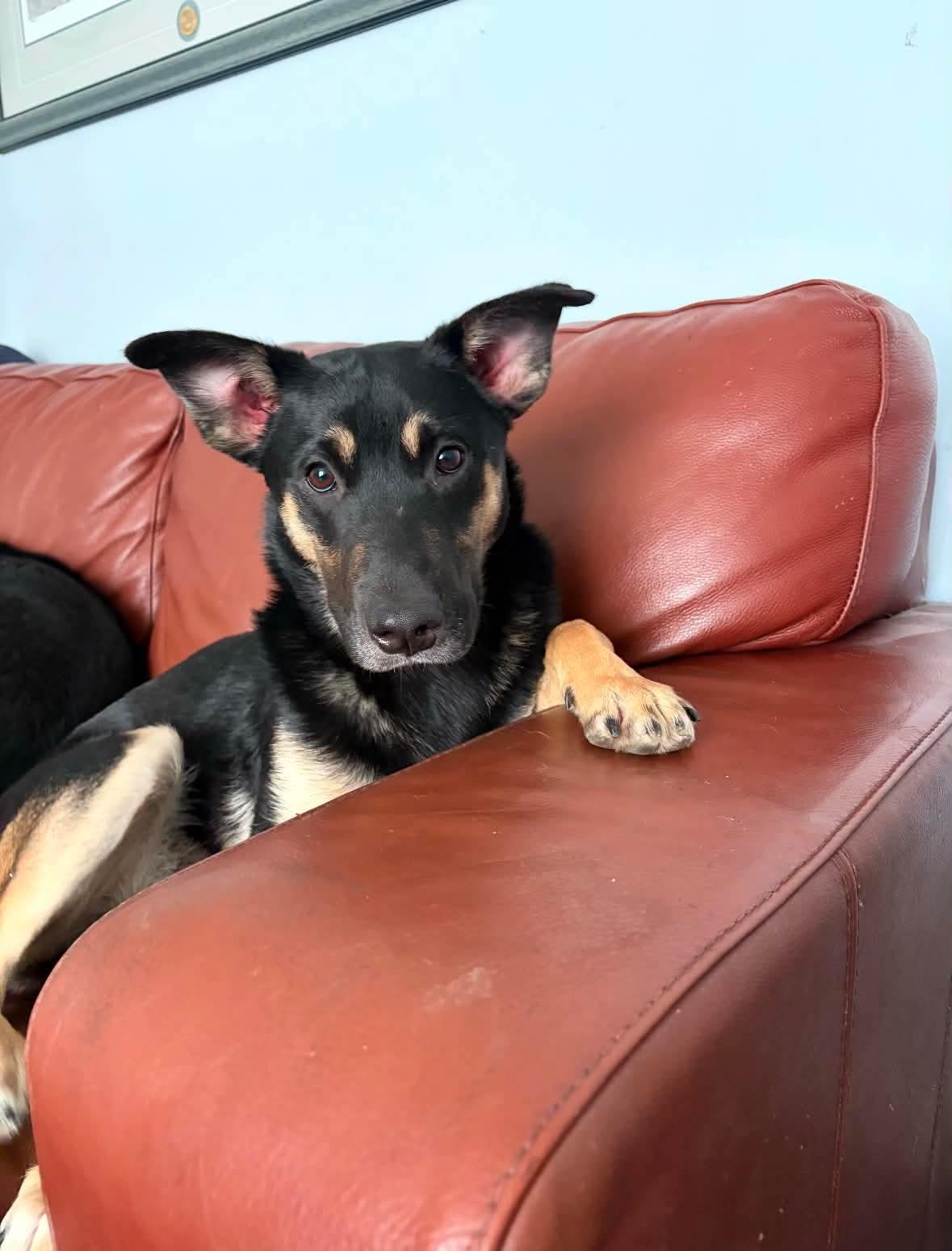 Enlarge Sprout, a Adoptable mixed breed in Winnipeg, MB image 2/5