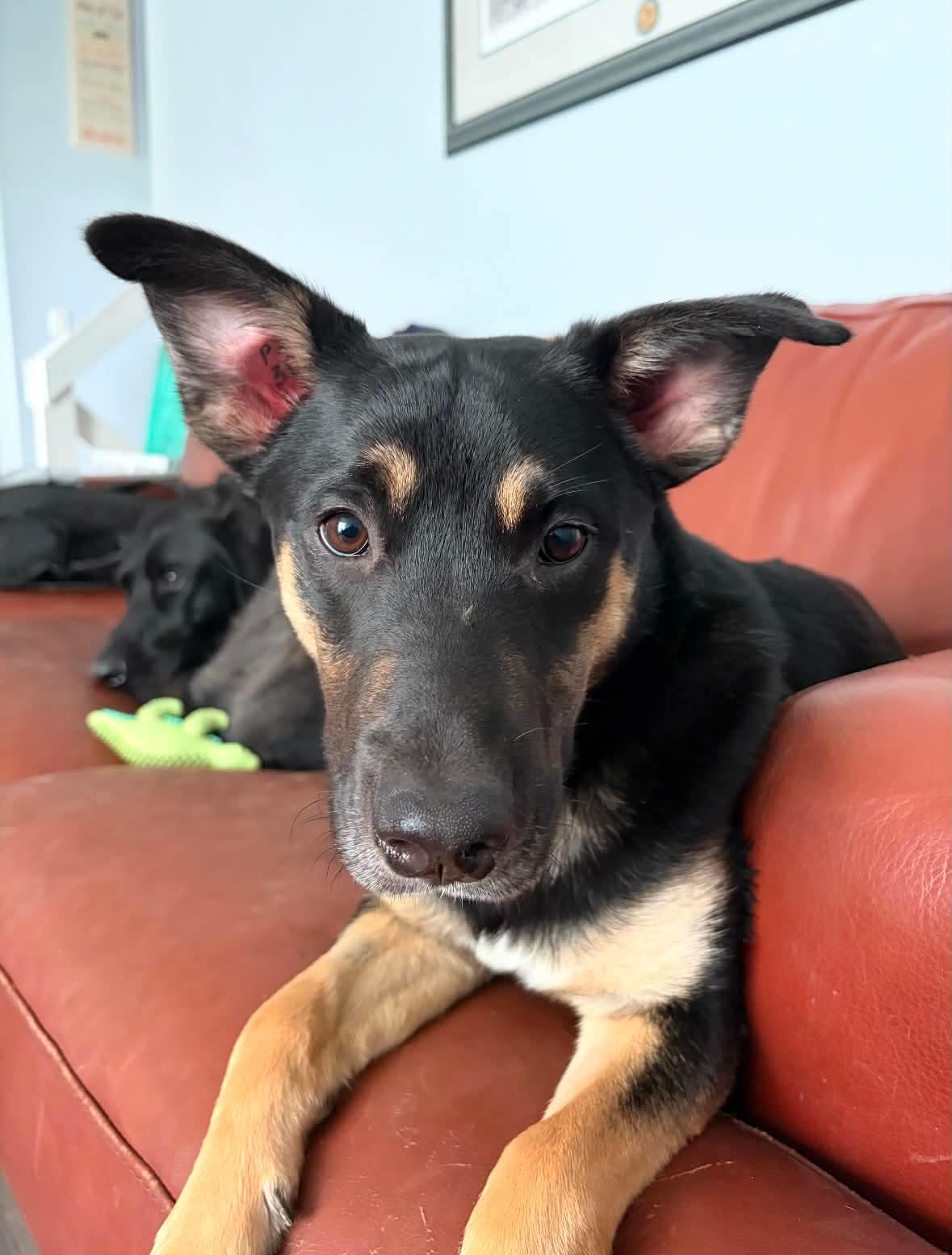 Sprout, Adoptable, Puppy Female Shepherd.