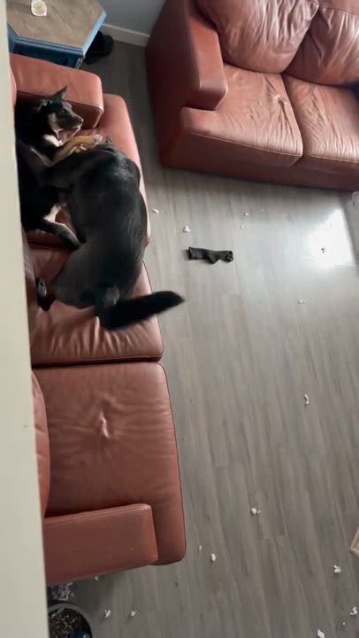 Enlarge Sprout, a Adoptable mixed breed in Winnipeg, MB video 5/5