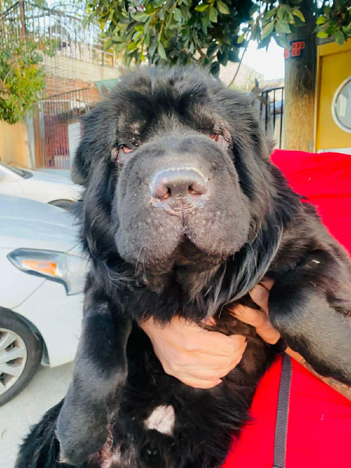 Enlarge Oso, a ADOPTABLE Shar-Pei in Vancouver, BC image 3/4