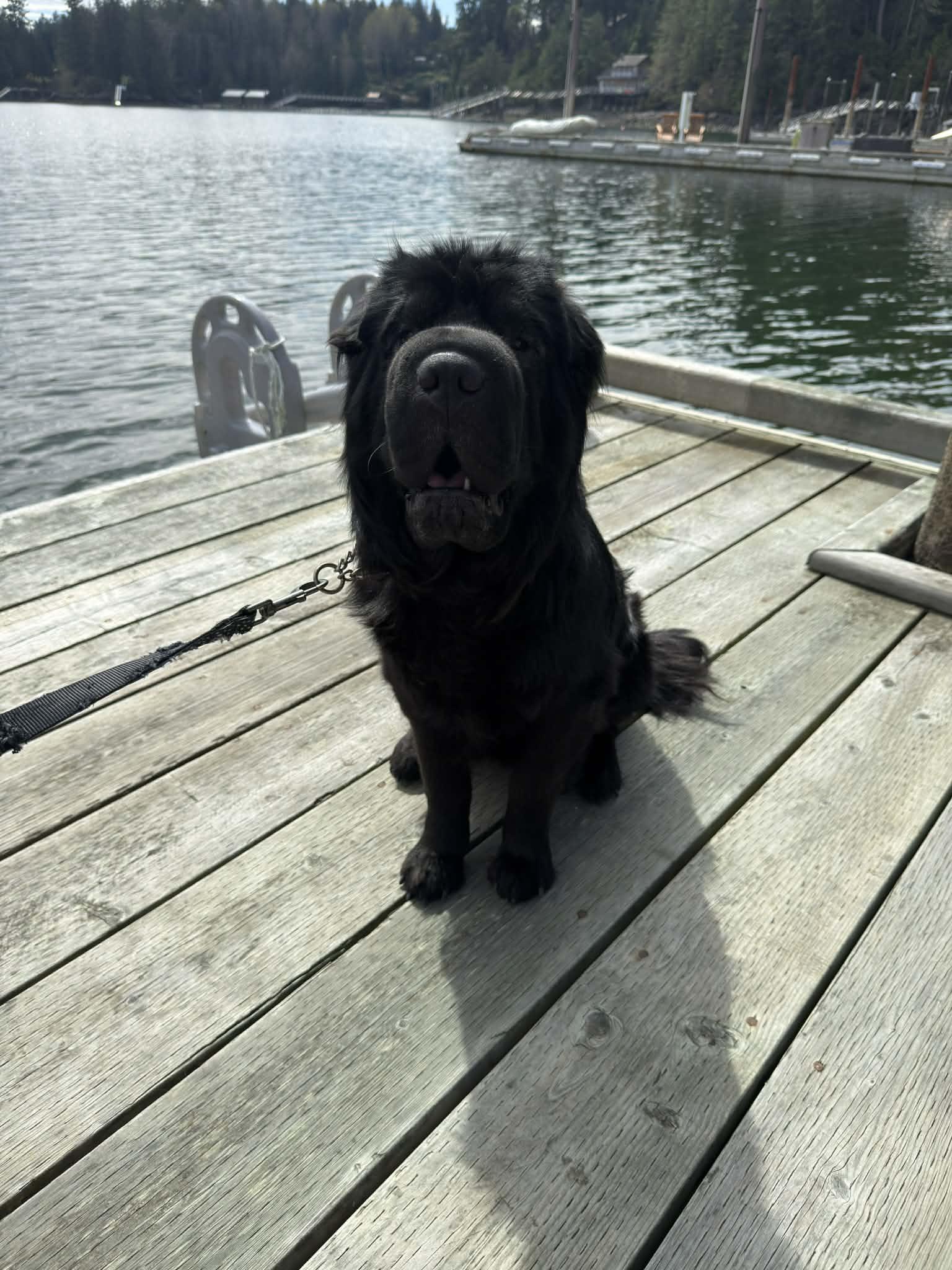 Enlarge Oso, a ADOPTABLE Shar-Pei in Vancouver, BC image 3/6