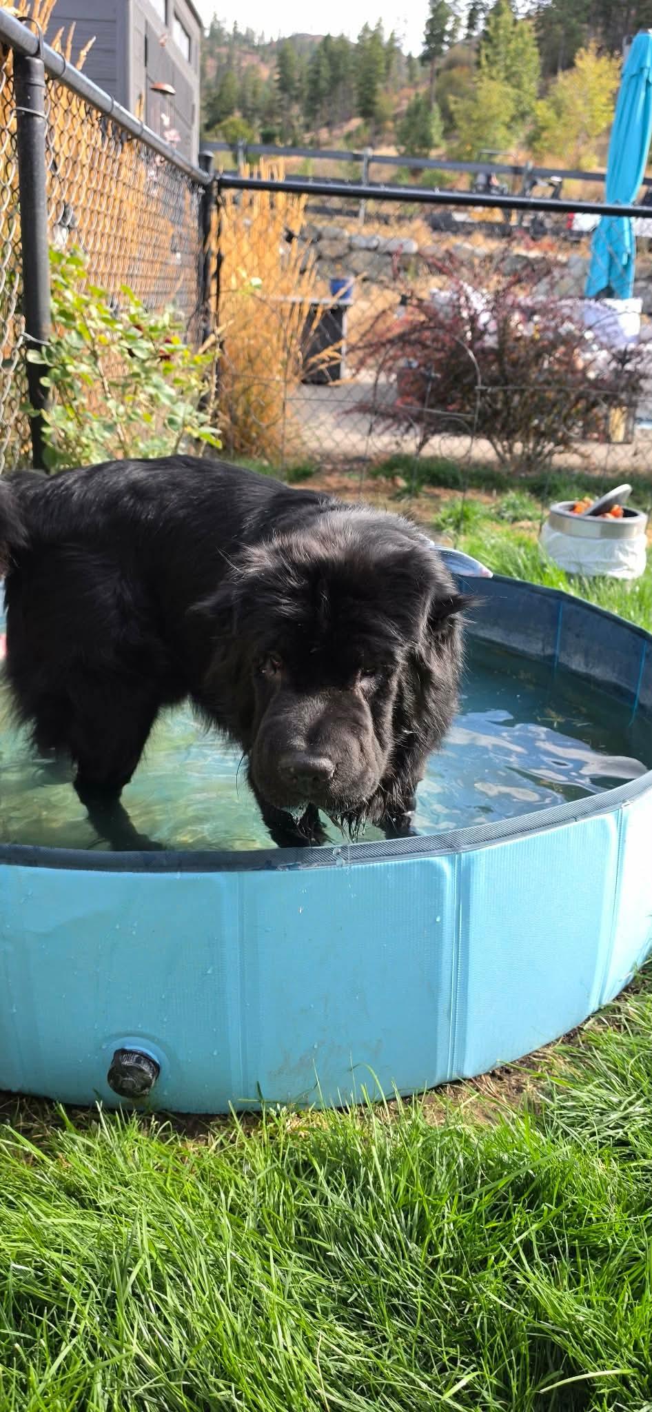 Enlarge Oso-New Pictures, a ADOPTABLE Shar-Pei in Vancouver, BC image 5/5