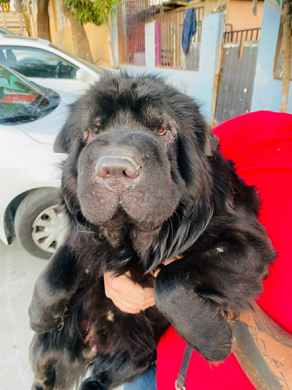 Enlarge Oso, a ADOPTABLE Shar-Pei in Vancouver, BC image 1/4
