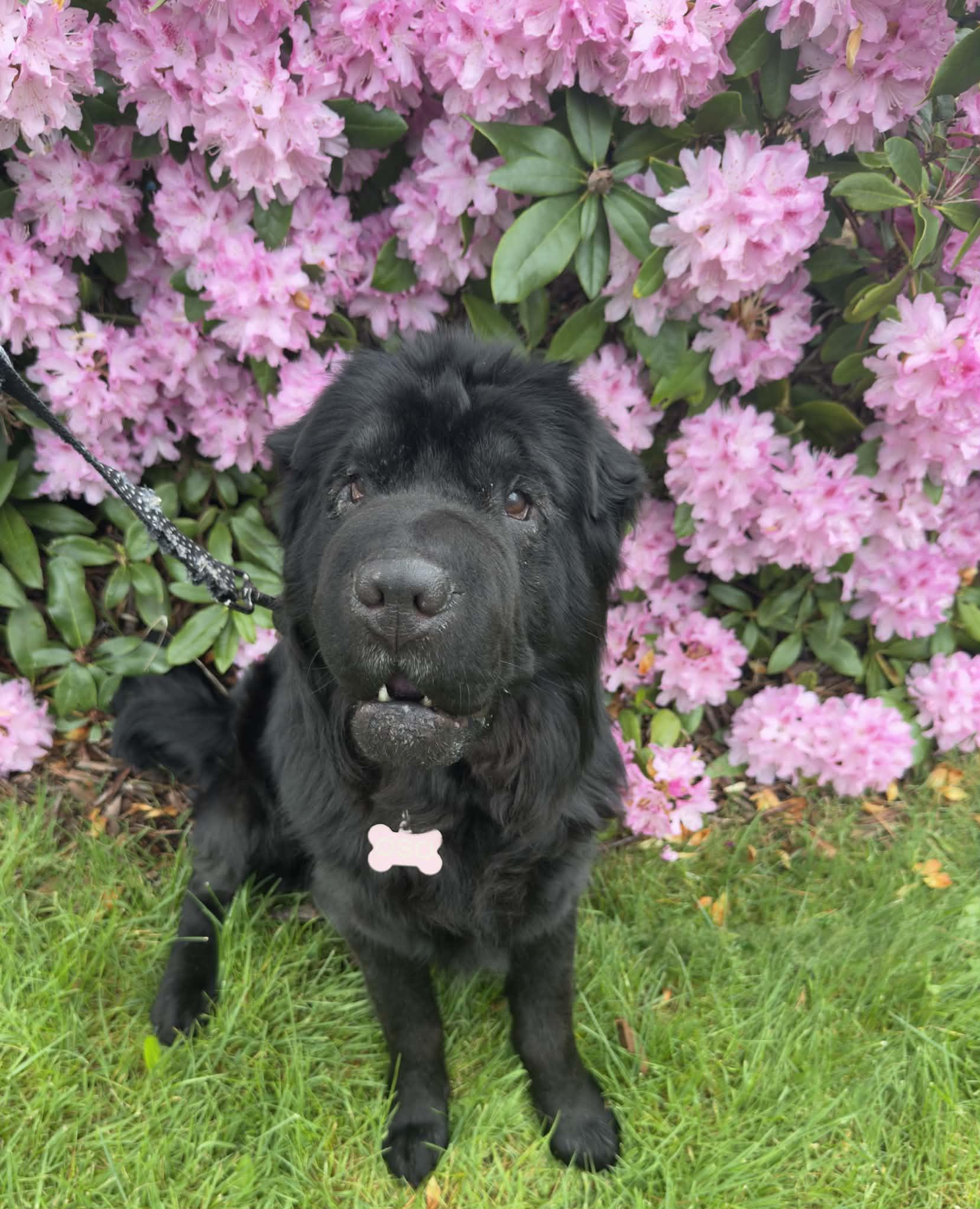 Enlarge Oso, a ADOPTABLE Shar-Pei in Vancouver, BC image 1/6