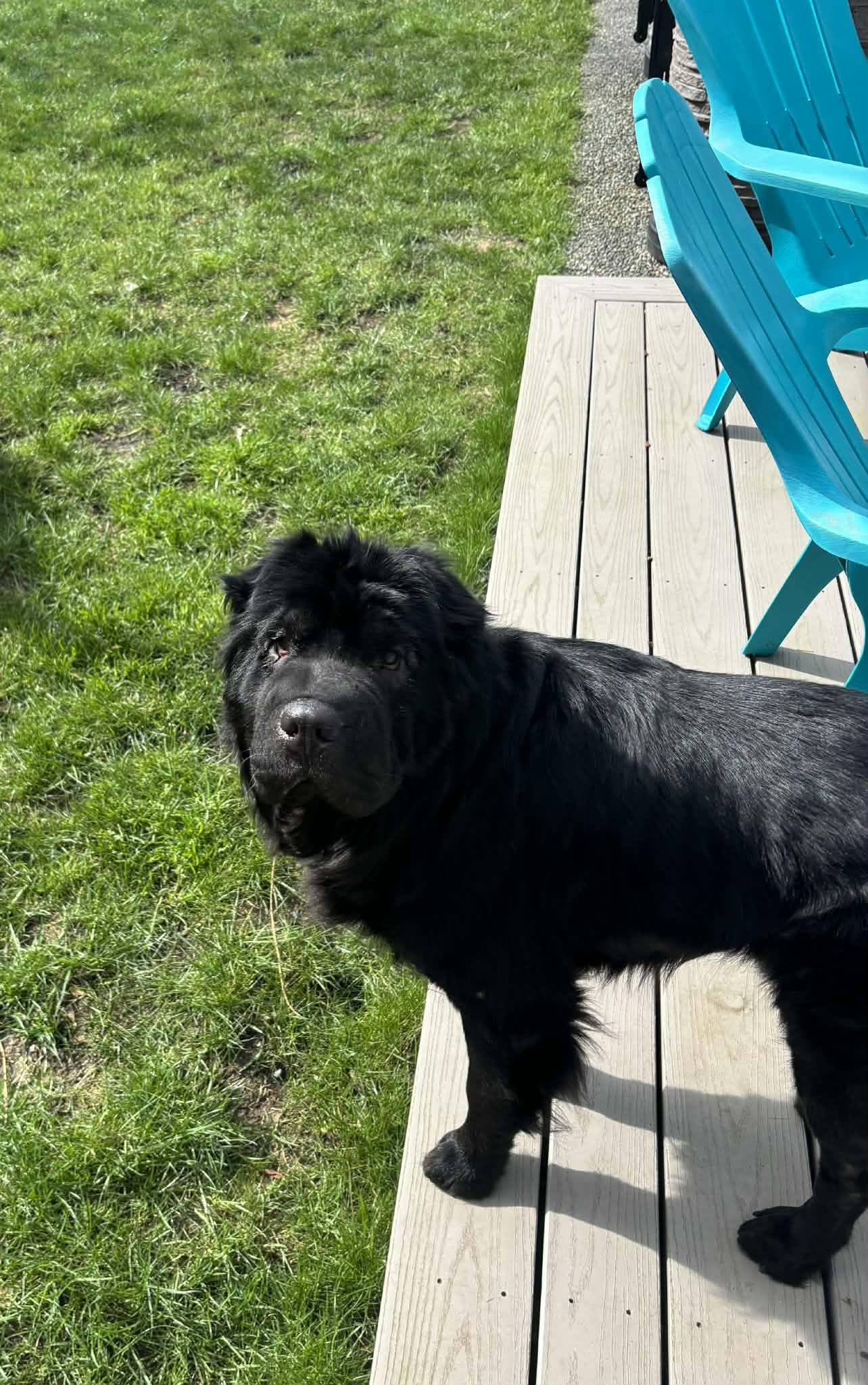 Enlarge Oso, a ADOPTABLE Shar-Pei in Vancouver, BC image 5/6