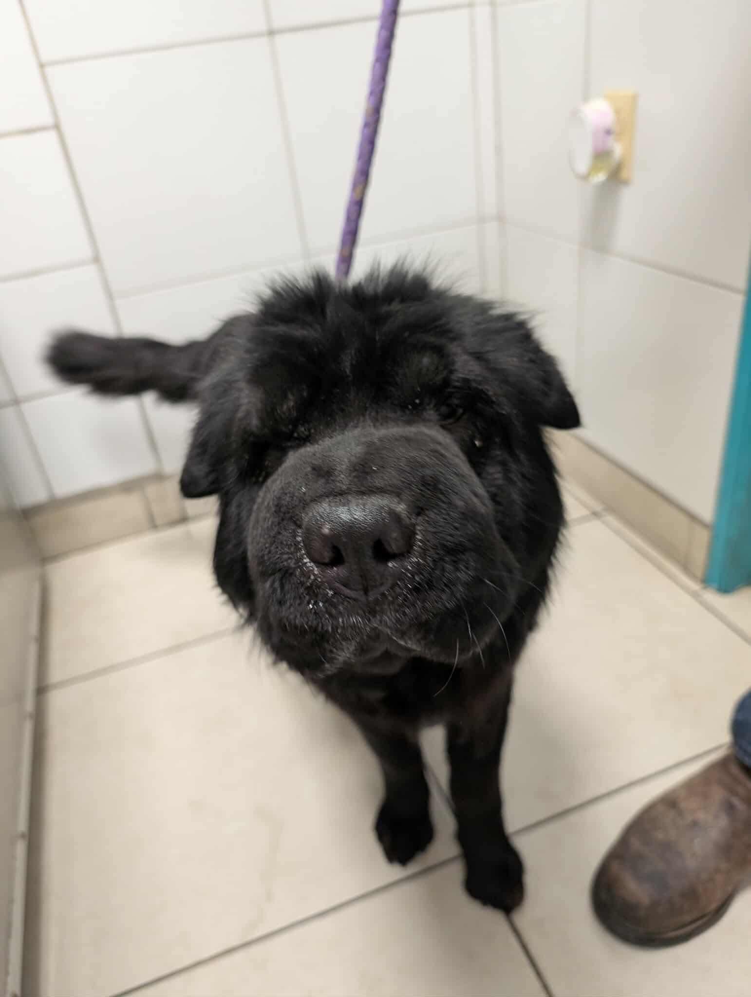 New! Oso, ADOPTABLE, Young Male Shar-Pei.