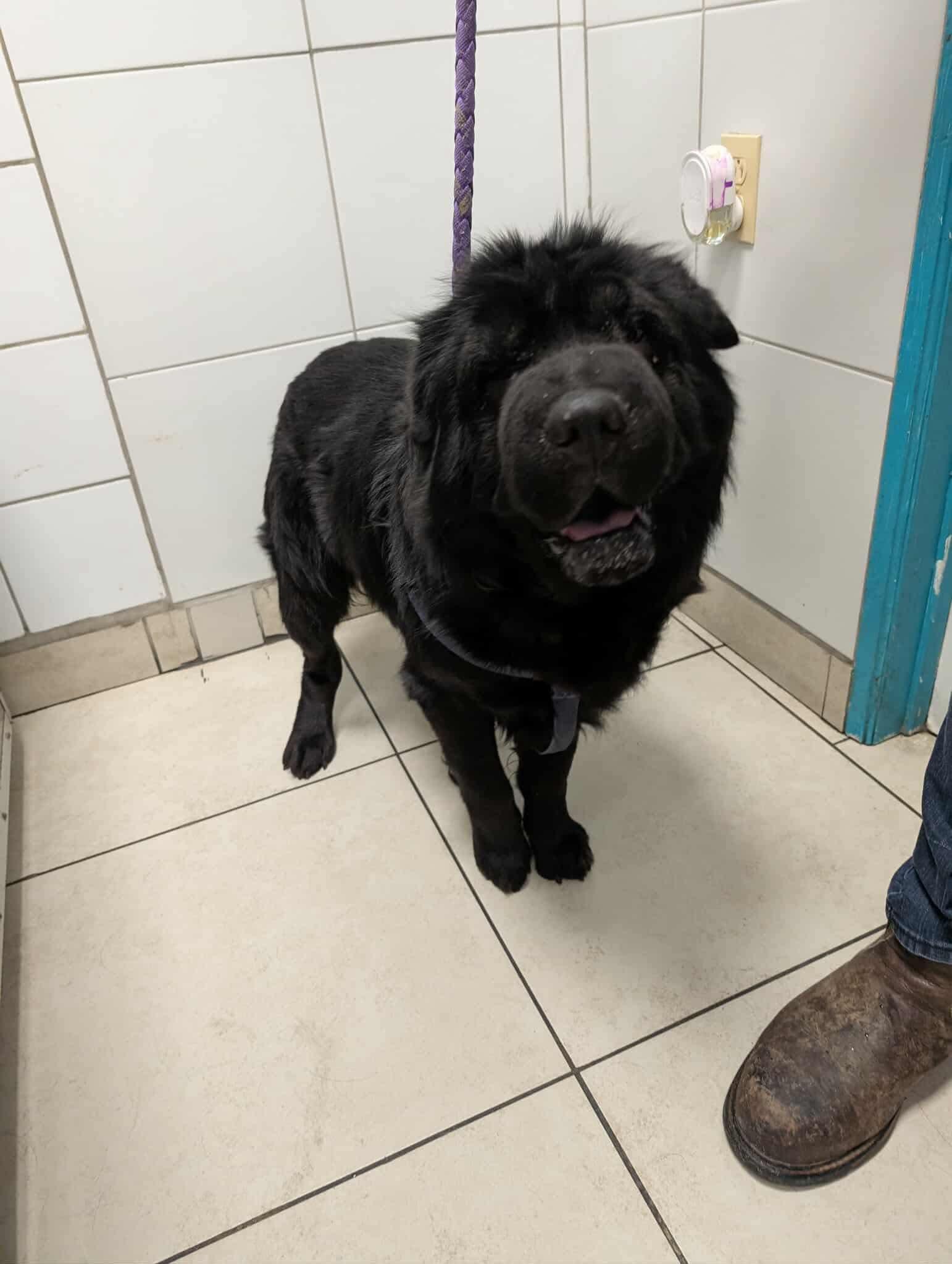 Enlarge New! Oso, a ADOPTABLE Shar-Pei in Vancouver, BC image 2/4