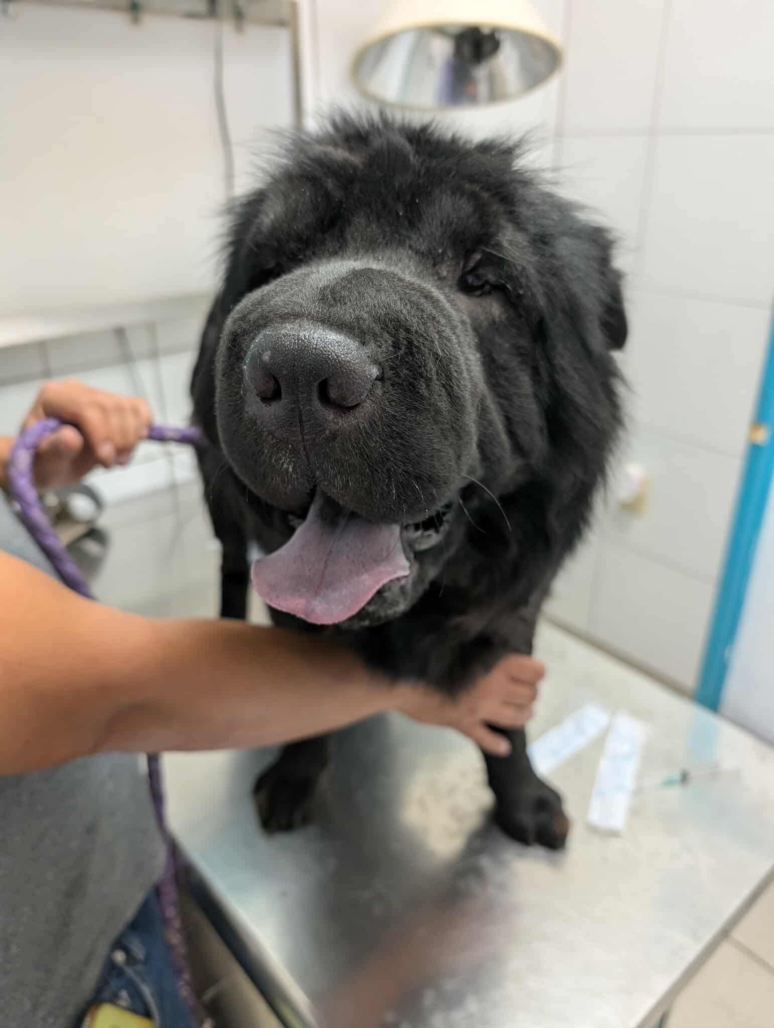 Enlarge New! Oso, a ADOPTABLE Shar-Pei in Vancouver, BC image 3/4