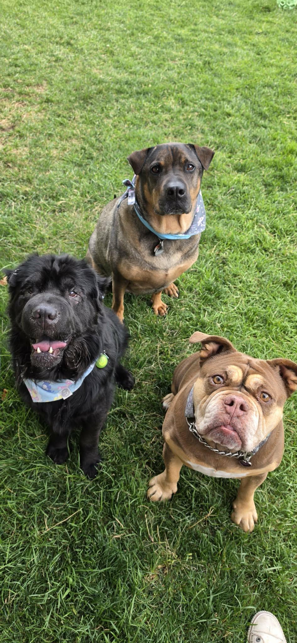 Enlarge Oso-New Pictures, a ADOPTABLE Shar-Pei in Vancouver, BC image 2/5