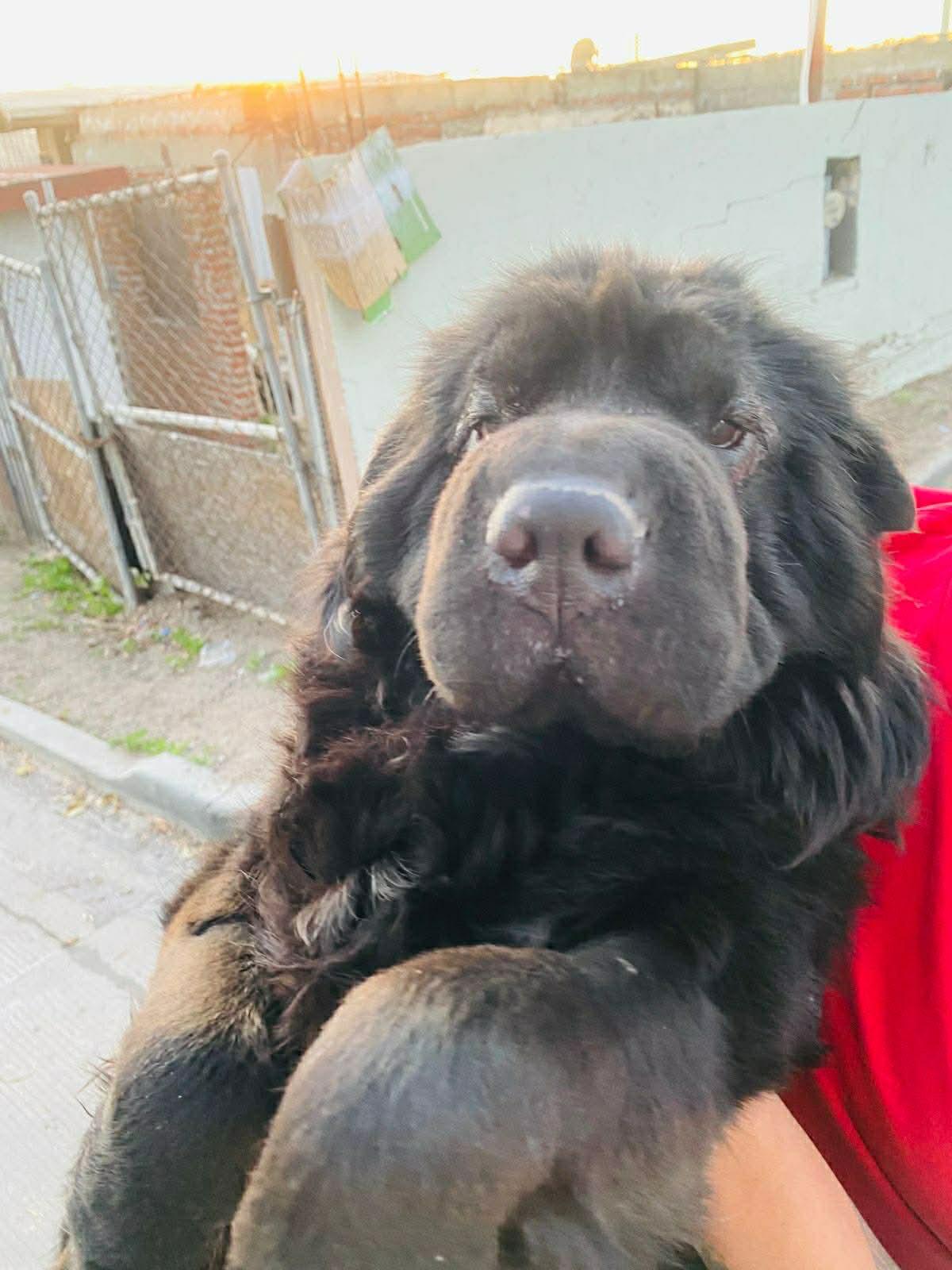 Enlarge Oso, a ADOPTABLE Shar-Pei in Vancouver, BC image 2/4