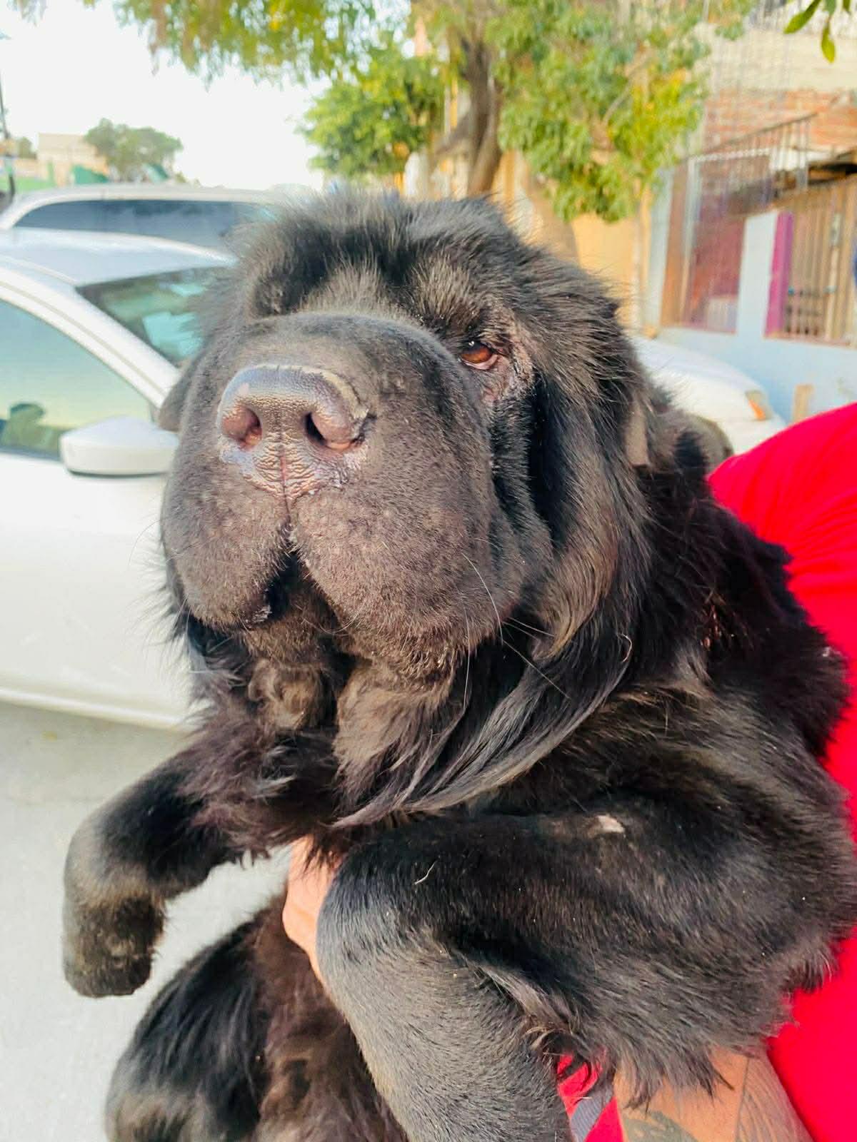 Enlarge Oso, a ADOPTABLE Shar-Pei in Vancouver, BC image 4/4