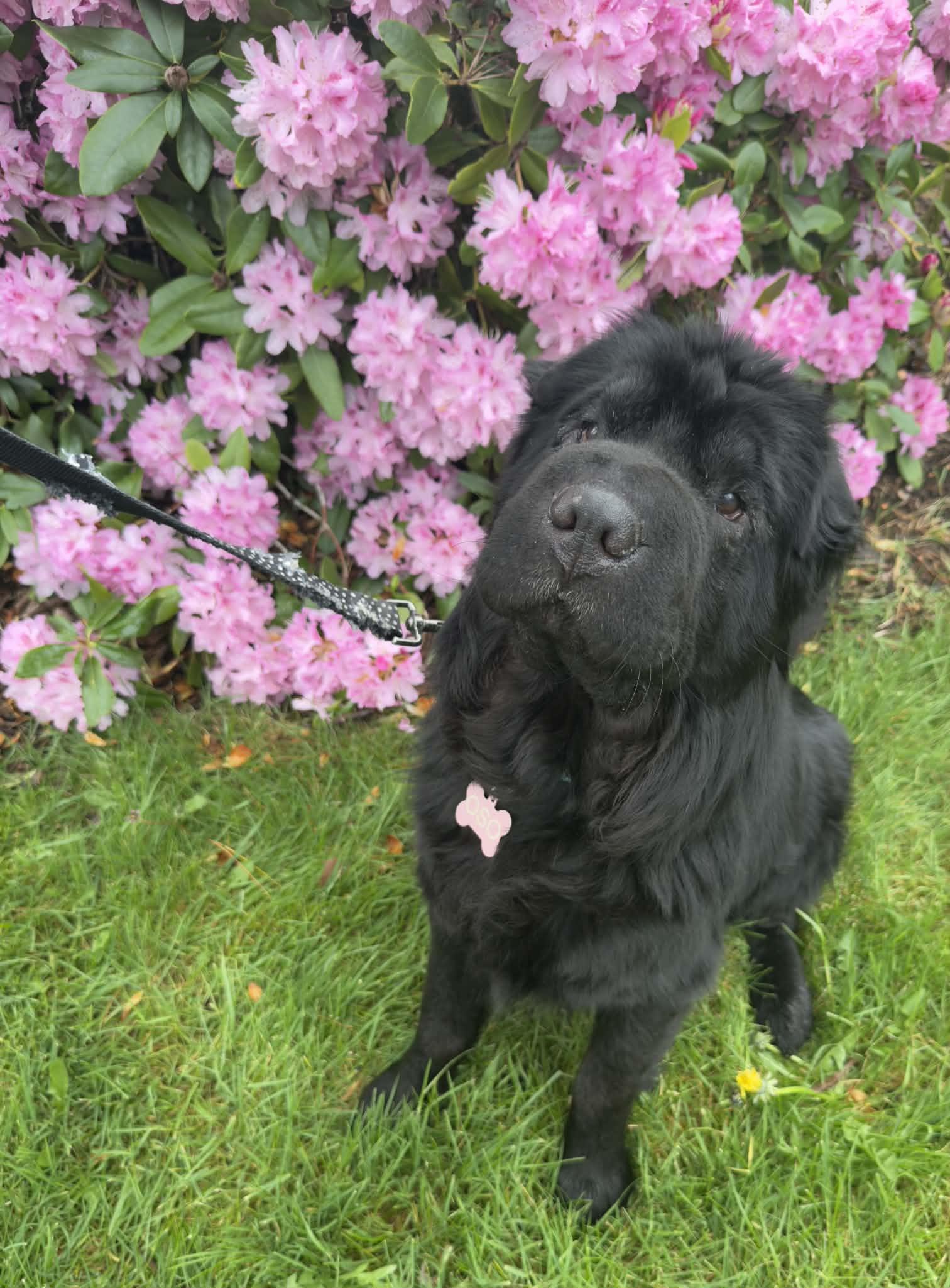 Enlarge Oso, a ADOPTABLE Shar-Pei in Vancouver, BC image 6/6