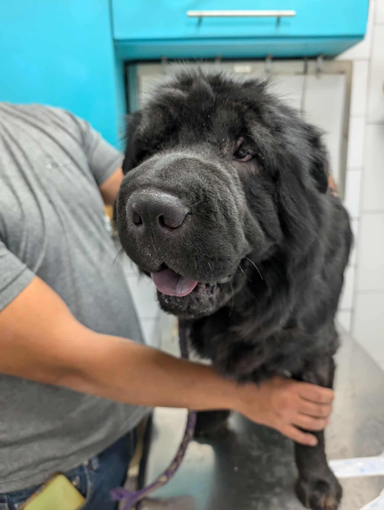 Enlarge New! Oso, a ADOPTABLE Shar-Pei in Vancouver, BC image 4/4