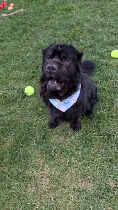 Enlarge Oso-New Pictures, a ADOPTABLE Shar-Pei in Vancouver, BC video 4/5