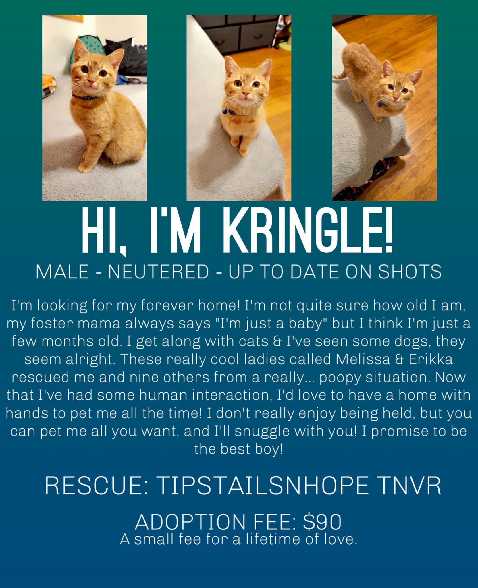 Enlarge Kringle , an adopted American Shorthair in Elmira, NY image 1/1