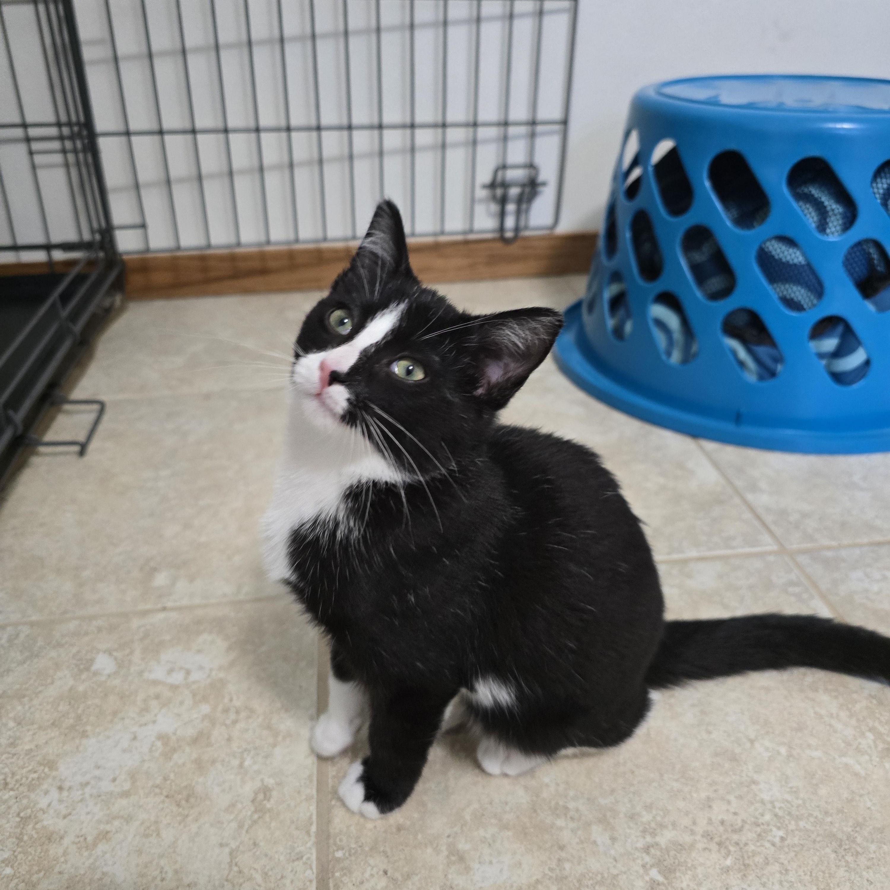 Enlarge Ozzy, a Adoptable Domestic Short Hair in Fargo, ND image 2/3