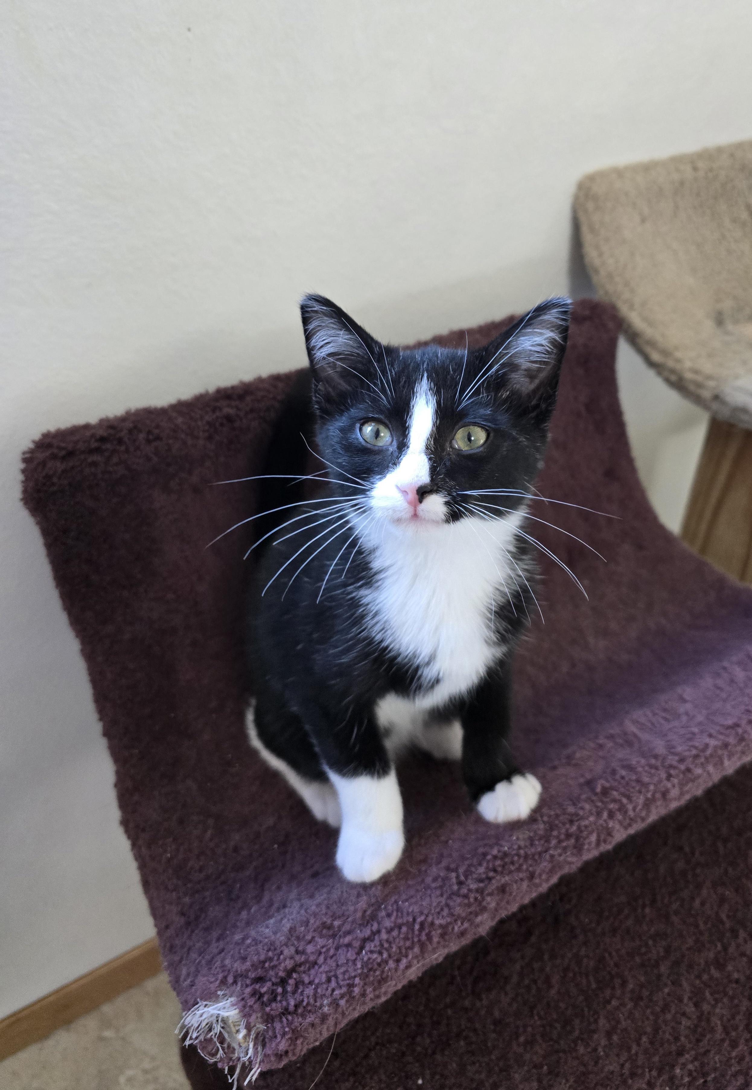 Enlarge Ozzy, a Adoptable Domestic Short Hair in Fargo, ND image 1/3