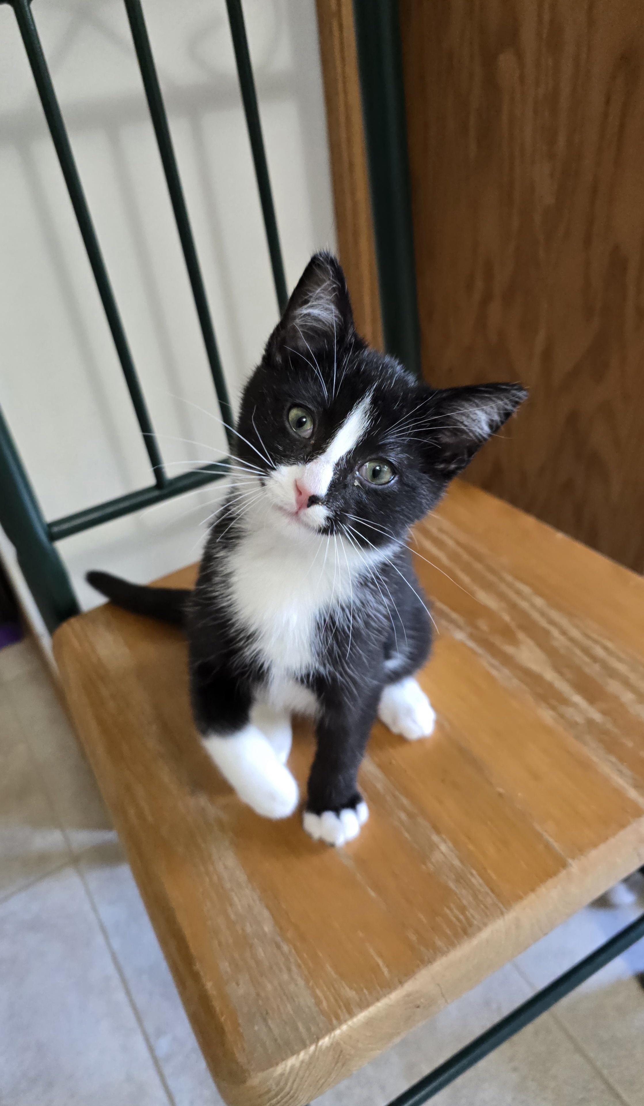 Enlarge Ozzy, a Adoptable Domestic Short Hair in Fargo, ND image 3/3